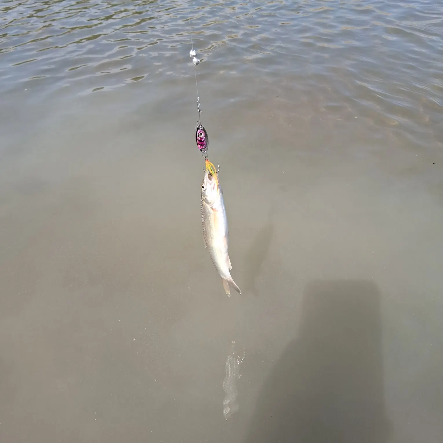 The most recent Flathead chub catches on Fishbrain