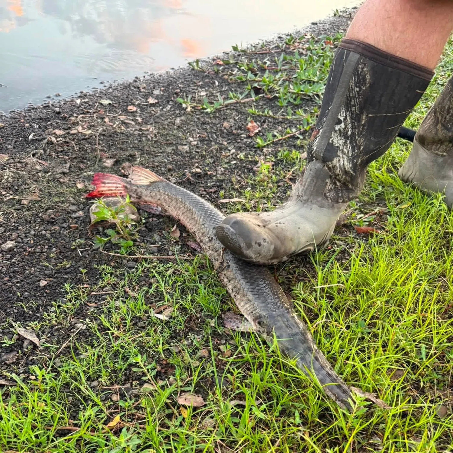 Shortnose gar caught on Fishbrain