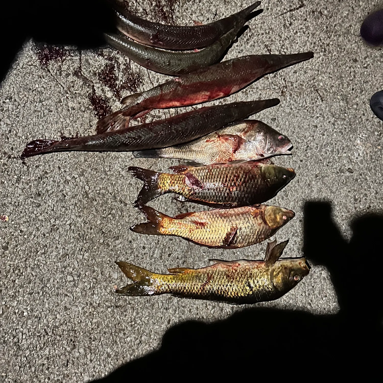 recently logged catches