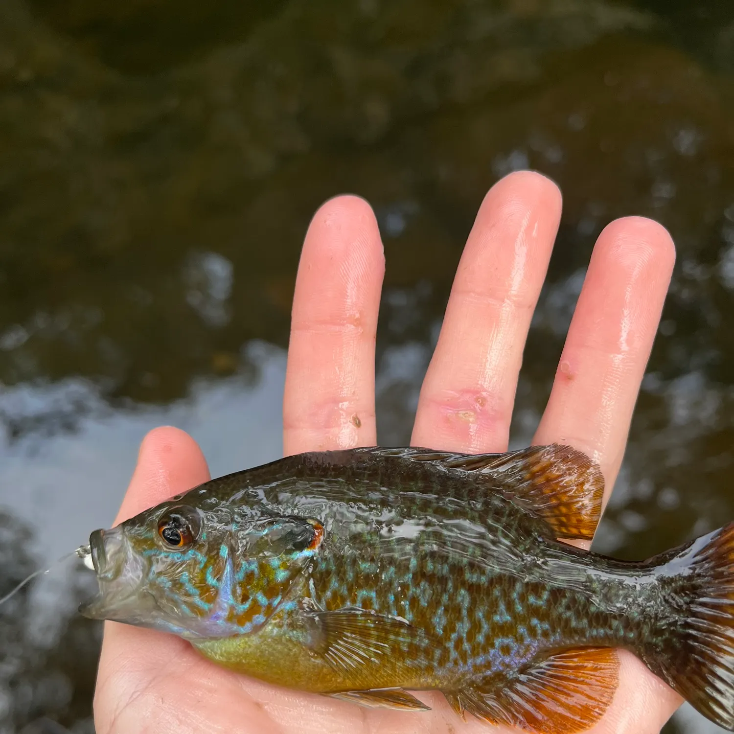 The most recent Pumpkinseed x green sunfish catches on Fishbrain