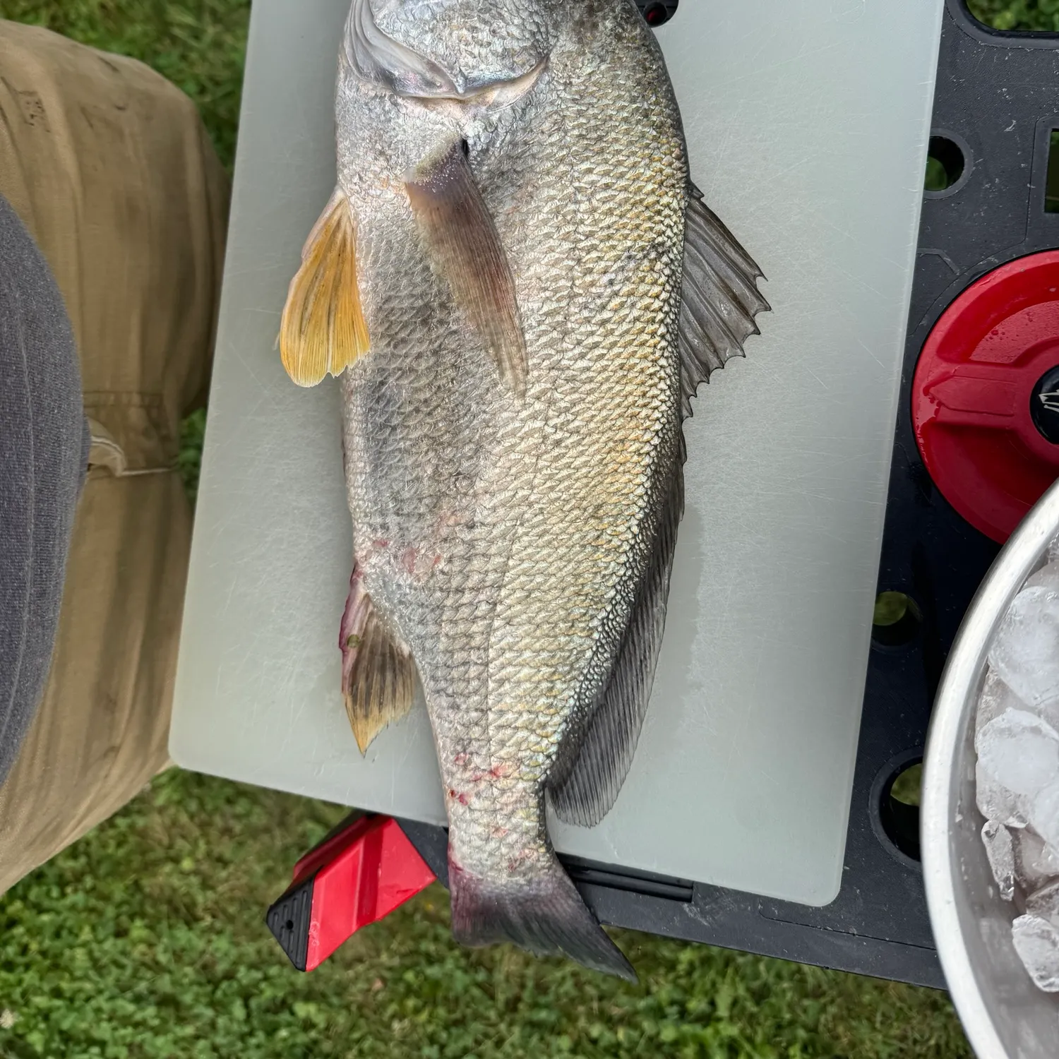 Freshwater drum caught on Fishbrain