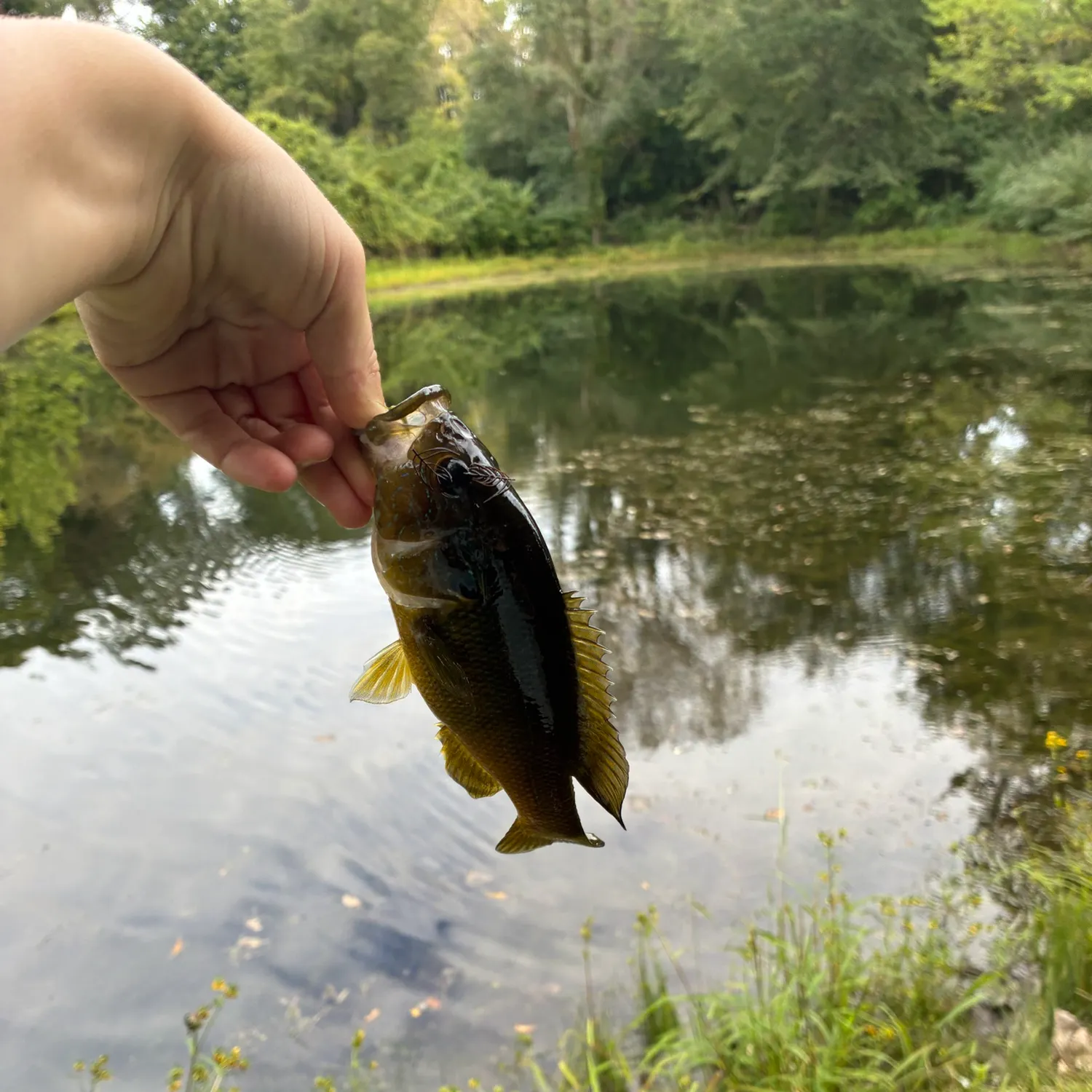 Hornyhead chub caught on Fishbrain
