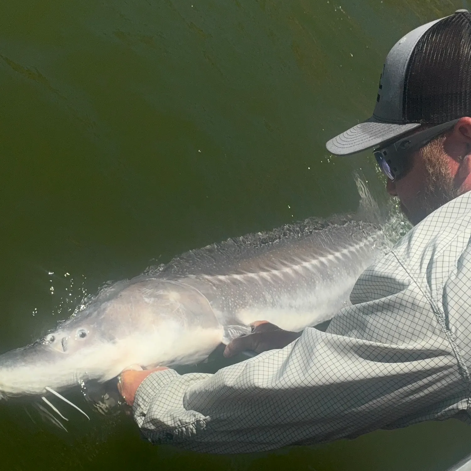 The most recent White sturgeon catches on Fishbrain