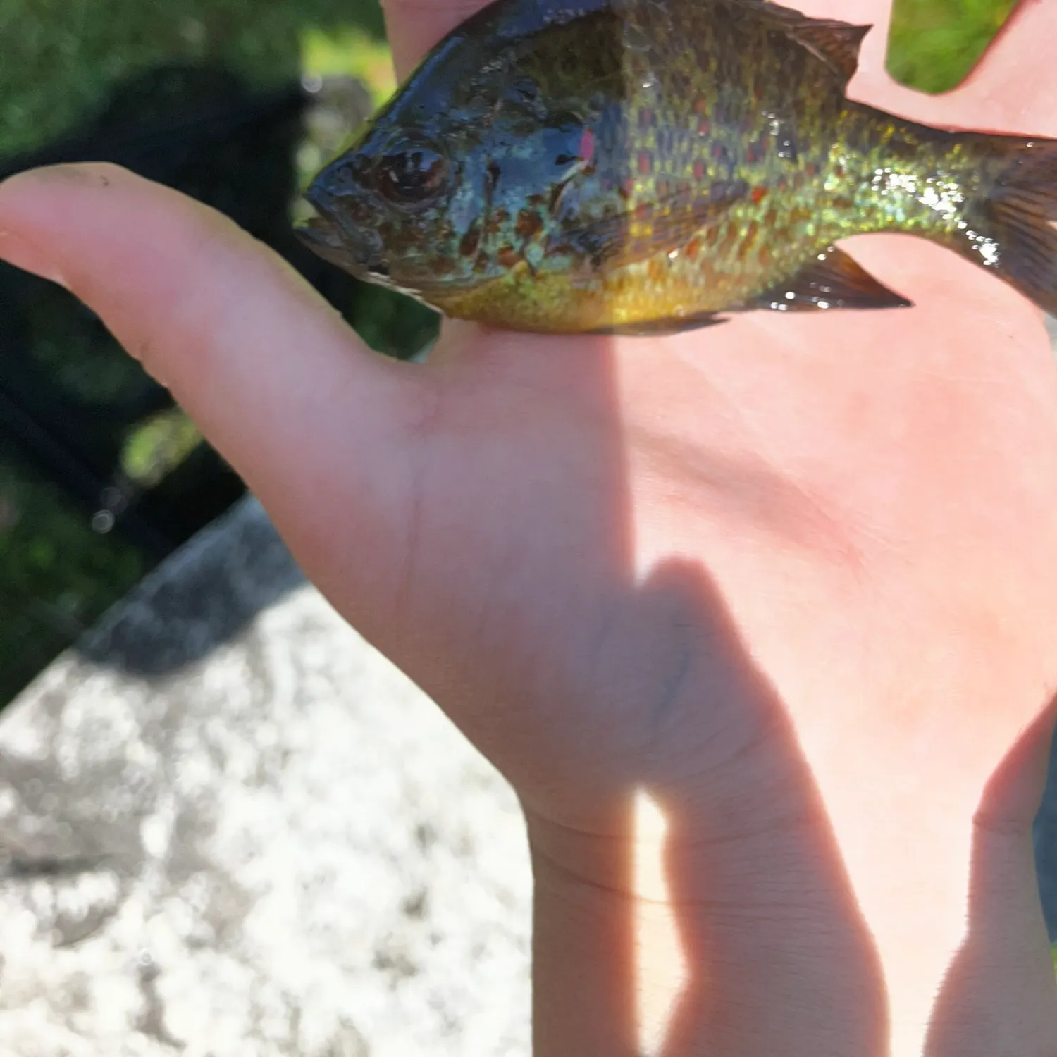 Bluegill caught on Fishbrain