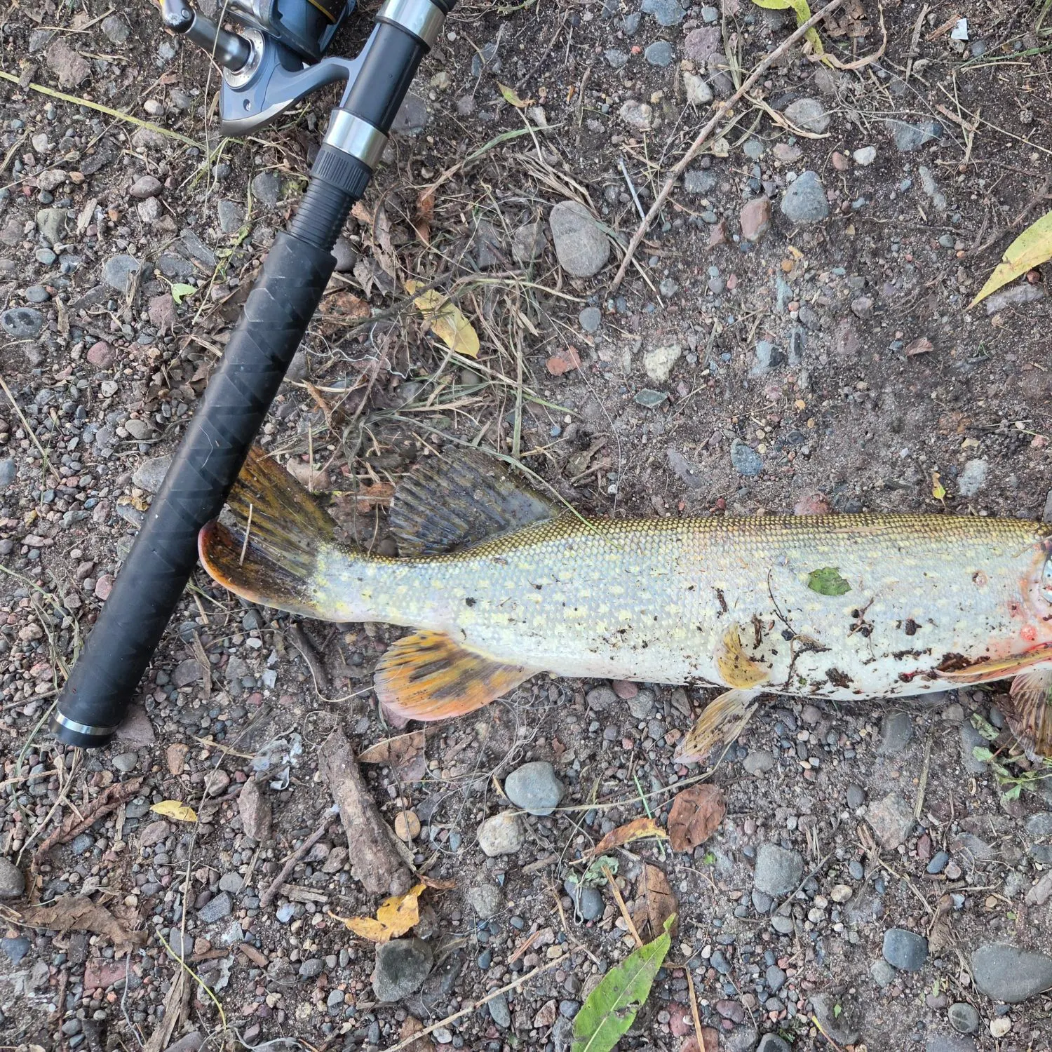 Northern pike caught on Fishbrain