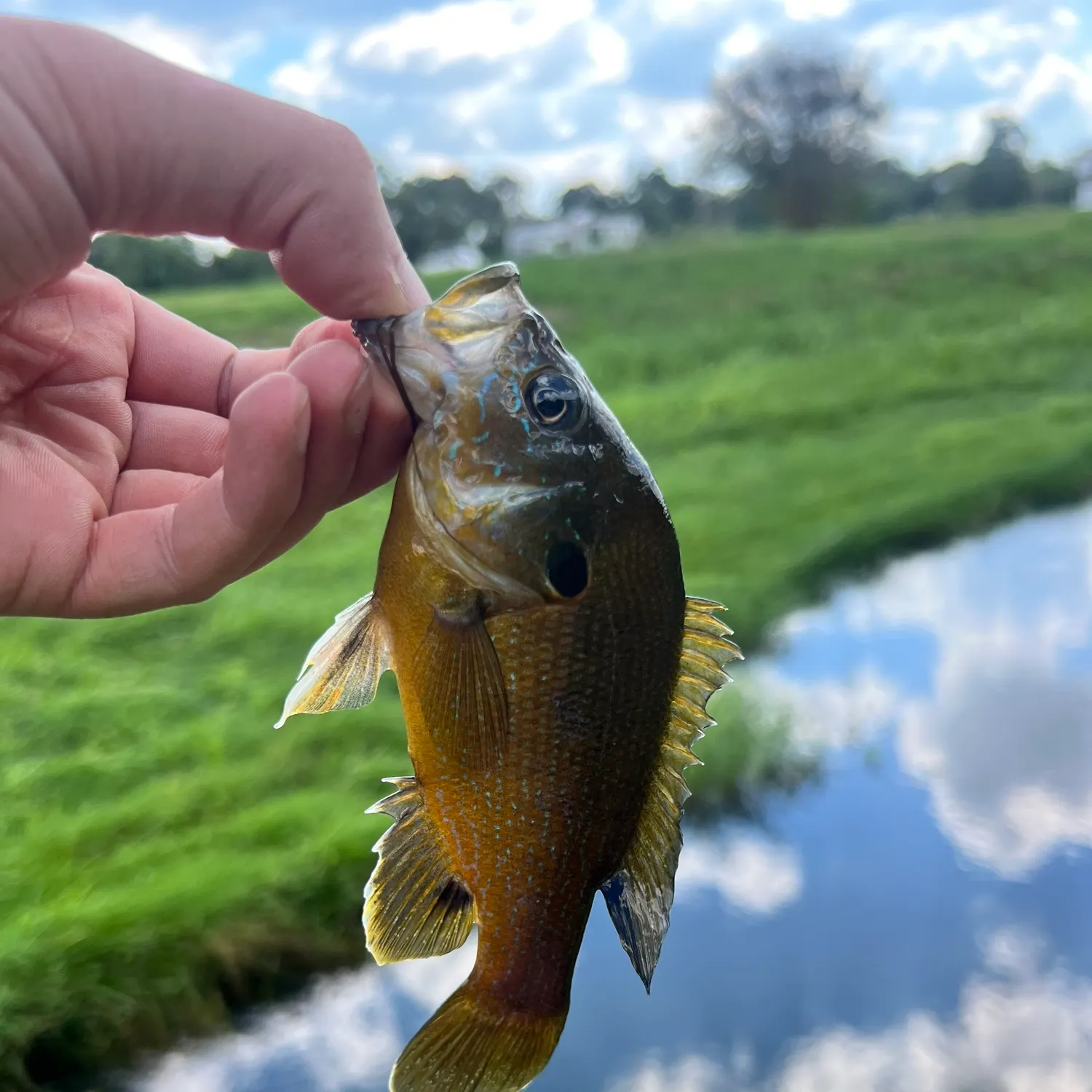 Green sunfish caught on Fishbrain