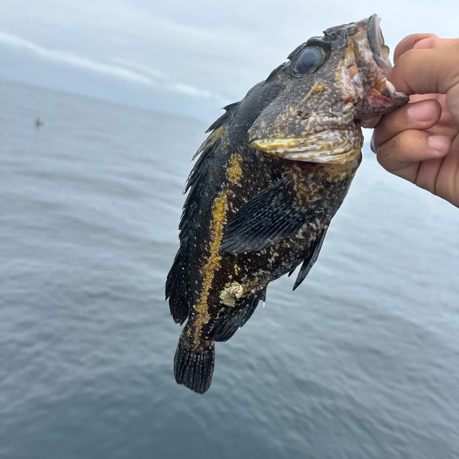 The most recent China rockfish catches on Fishbrain