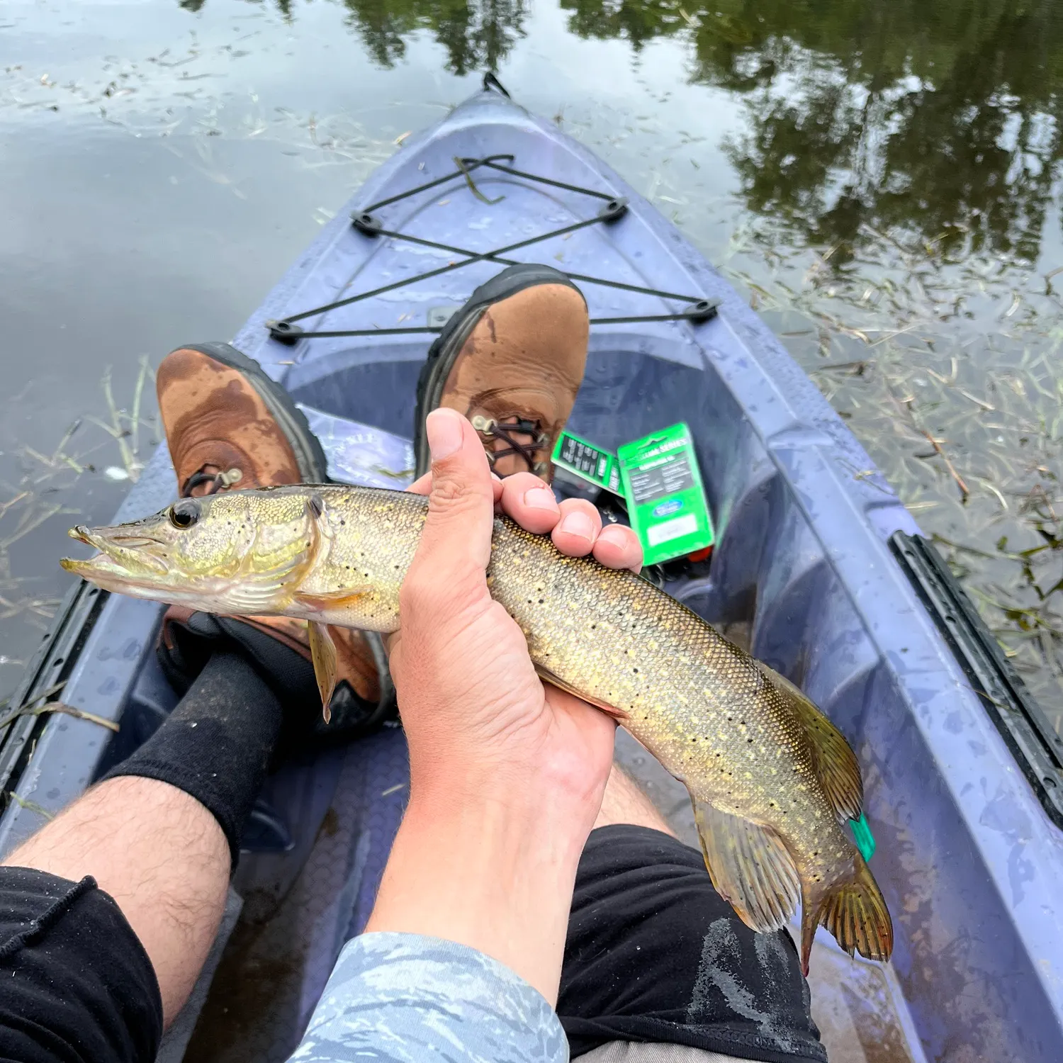 Northern pike caught on Fishbrain