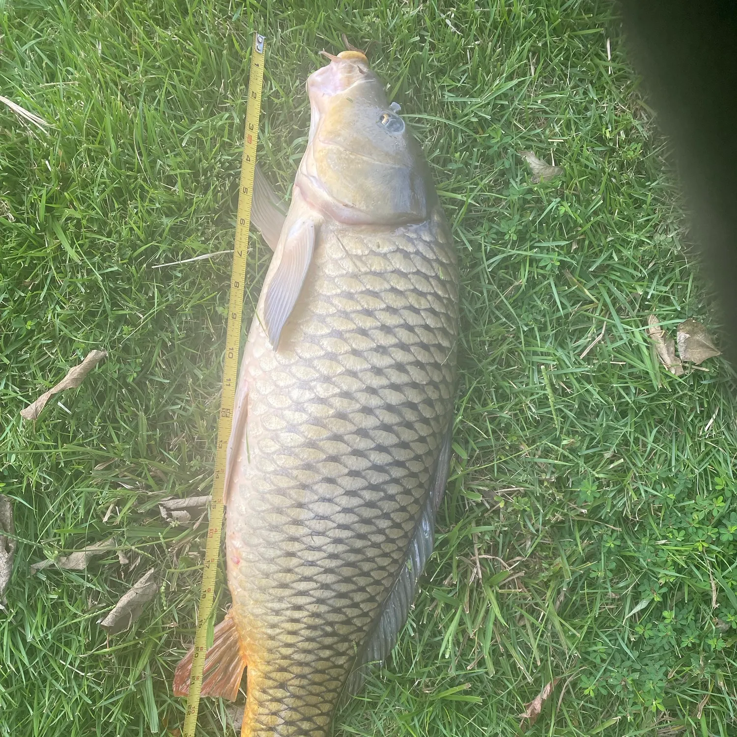 Common carp caught on Fishbrain