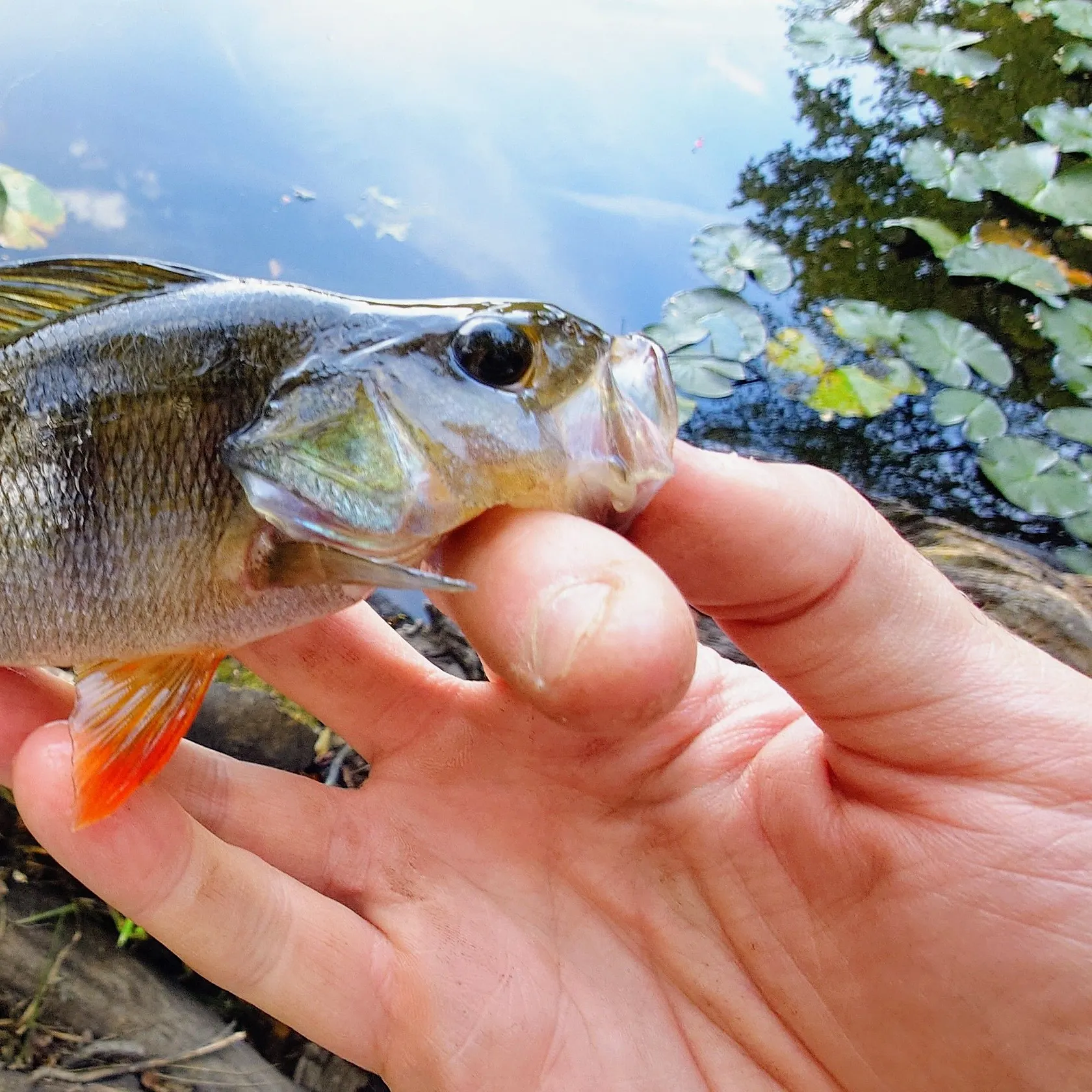 European perch caught on Fishbrain