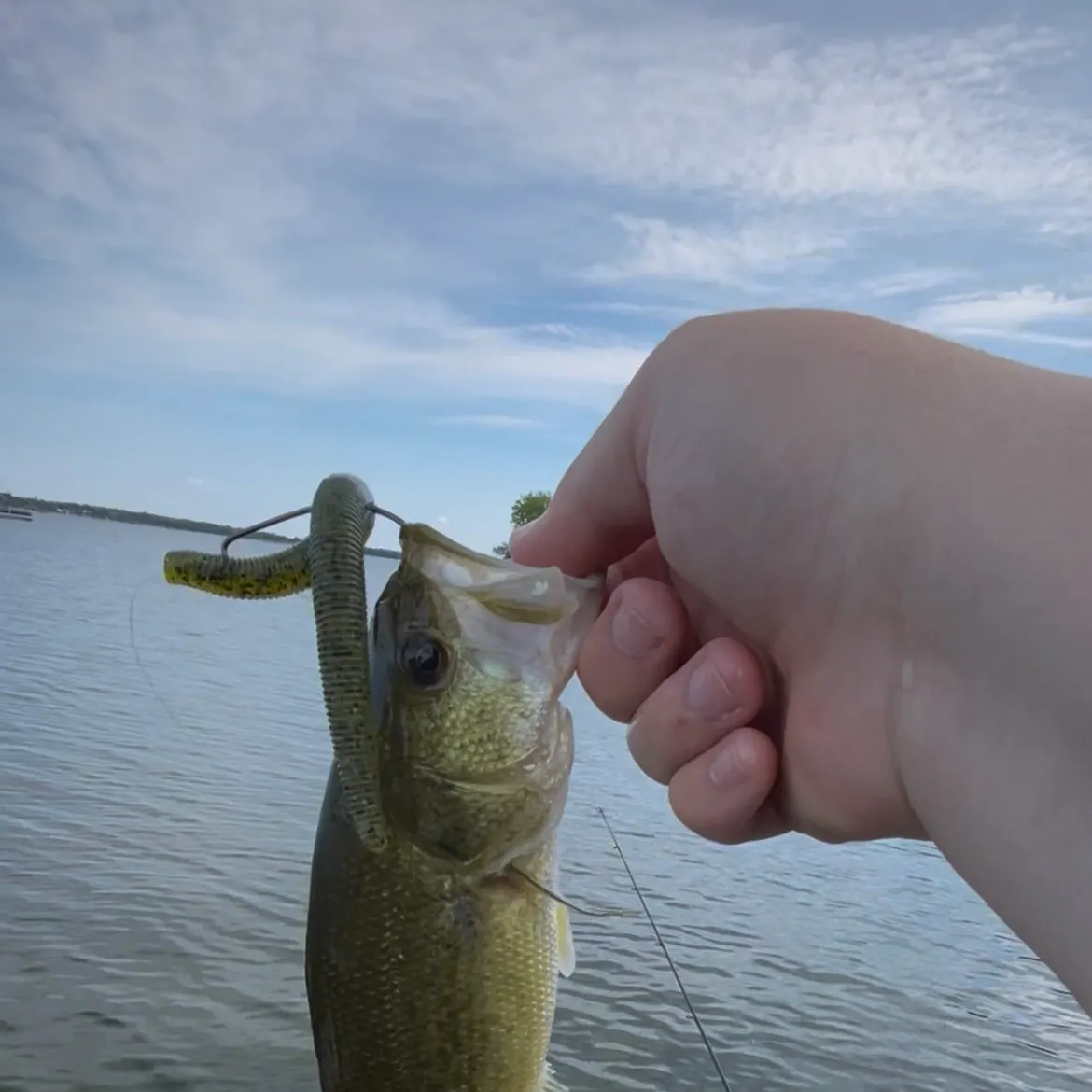 Largemouth bass caught on Fishbrain