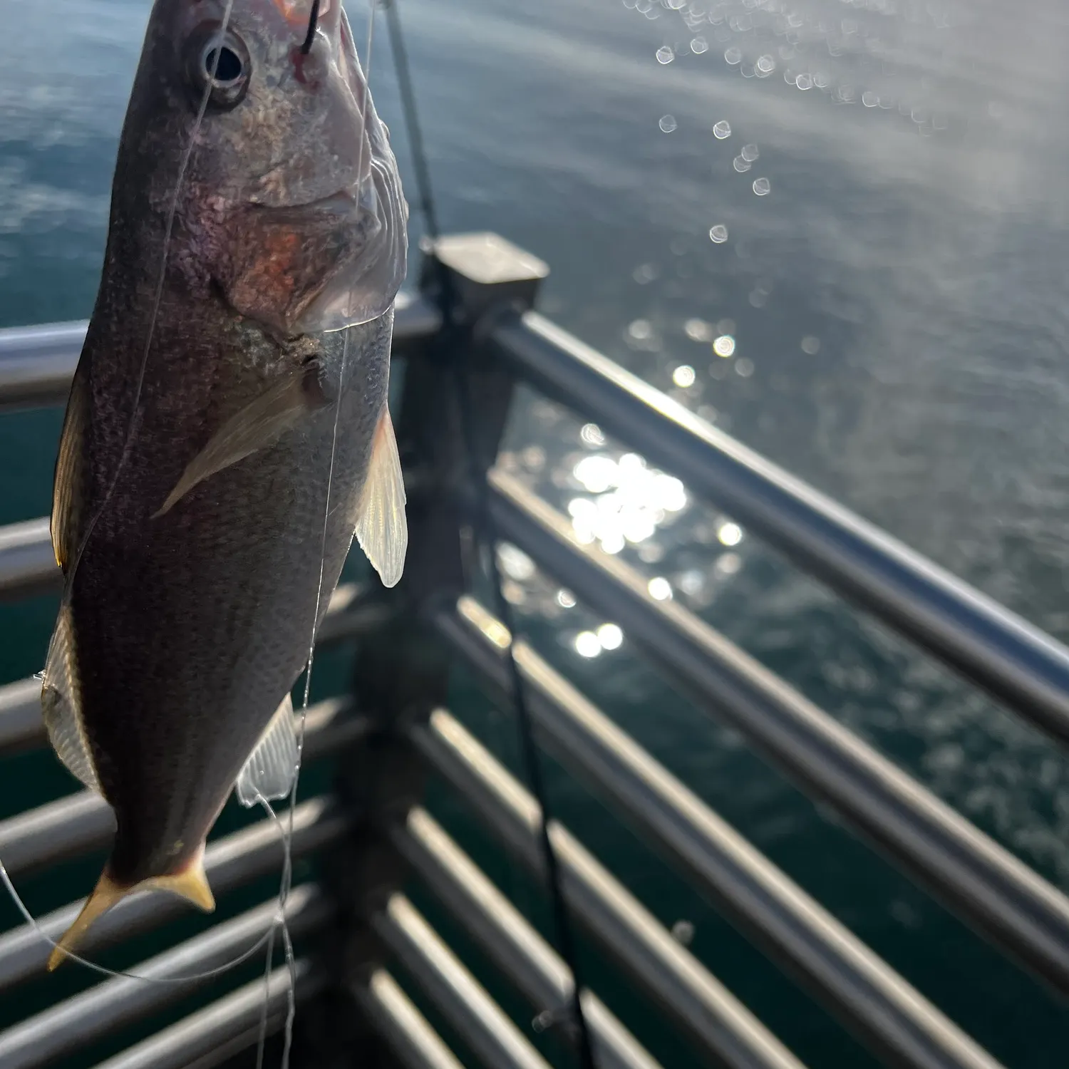 White croaker caught on Fishbrain
