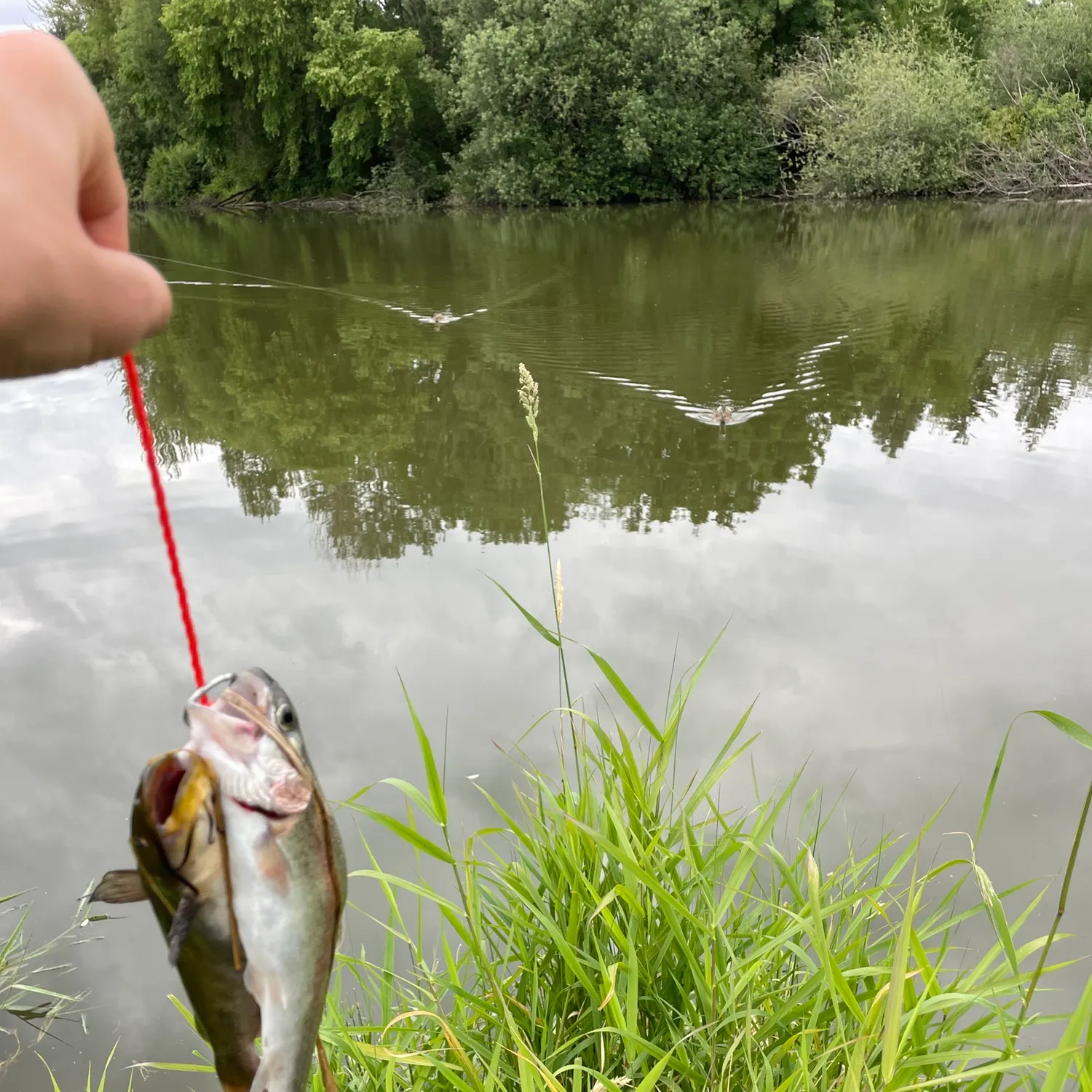 The most recent Rainbow trout catches on Fishbrain