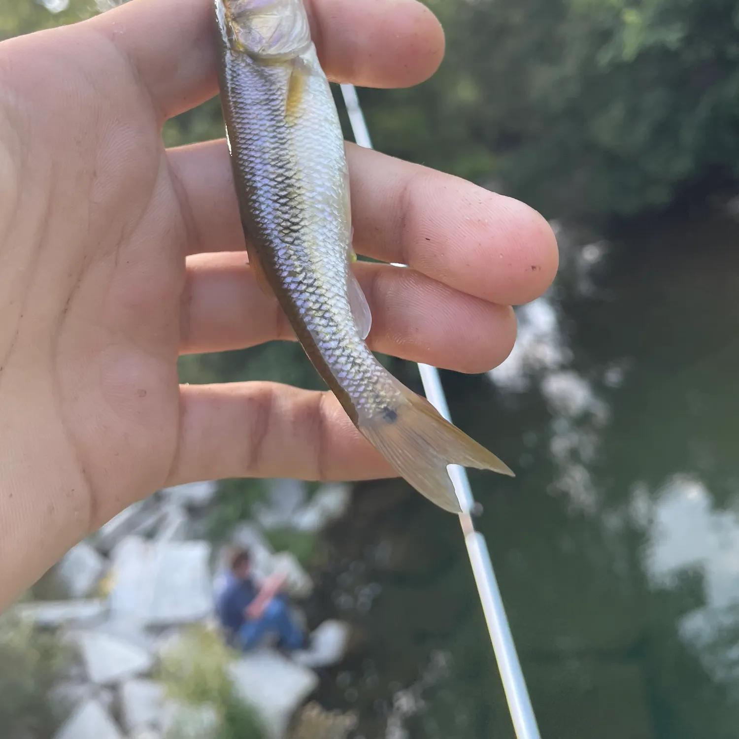 Creek chub caught on Fishbrain