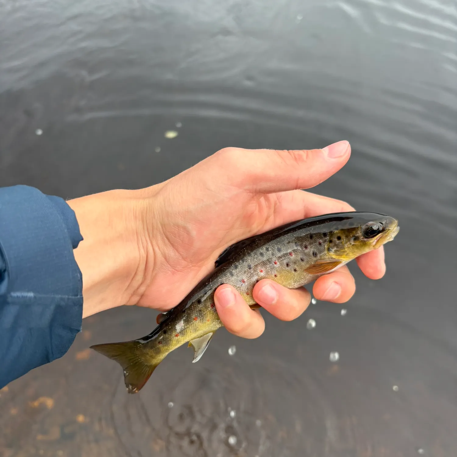 Brown trout caught on Fishbrain