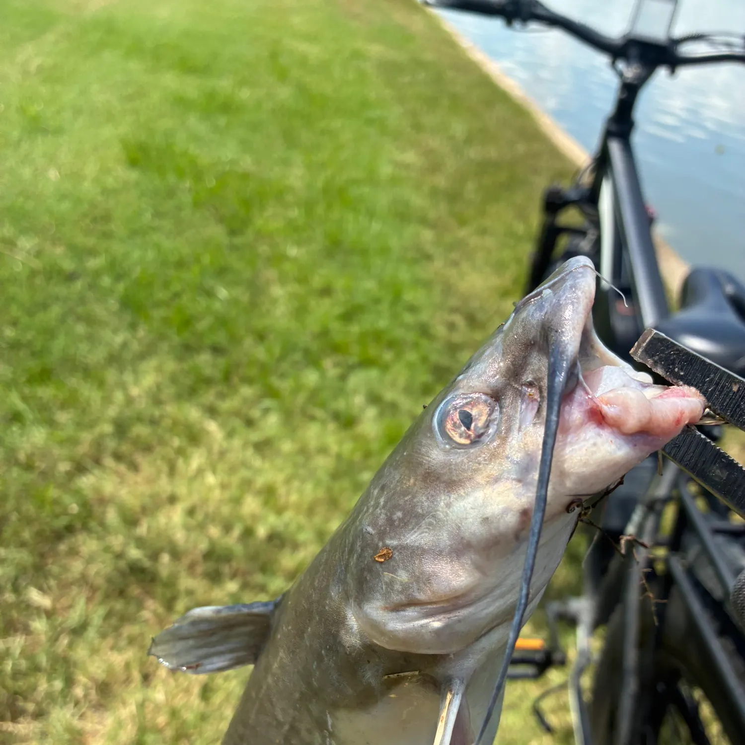 Channel catfish caught on Fishbrain