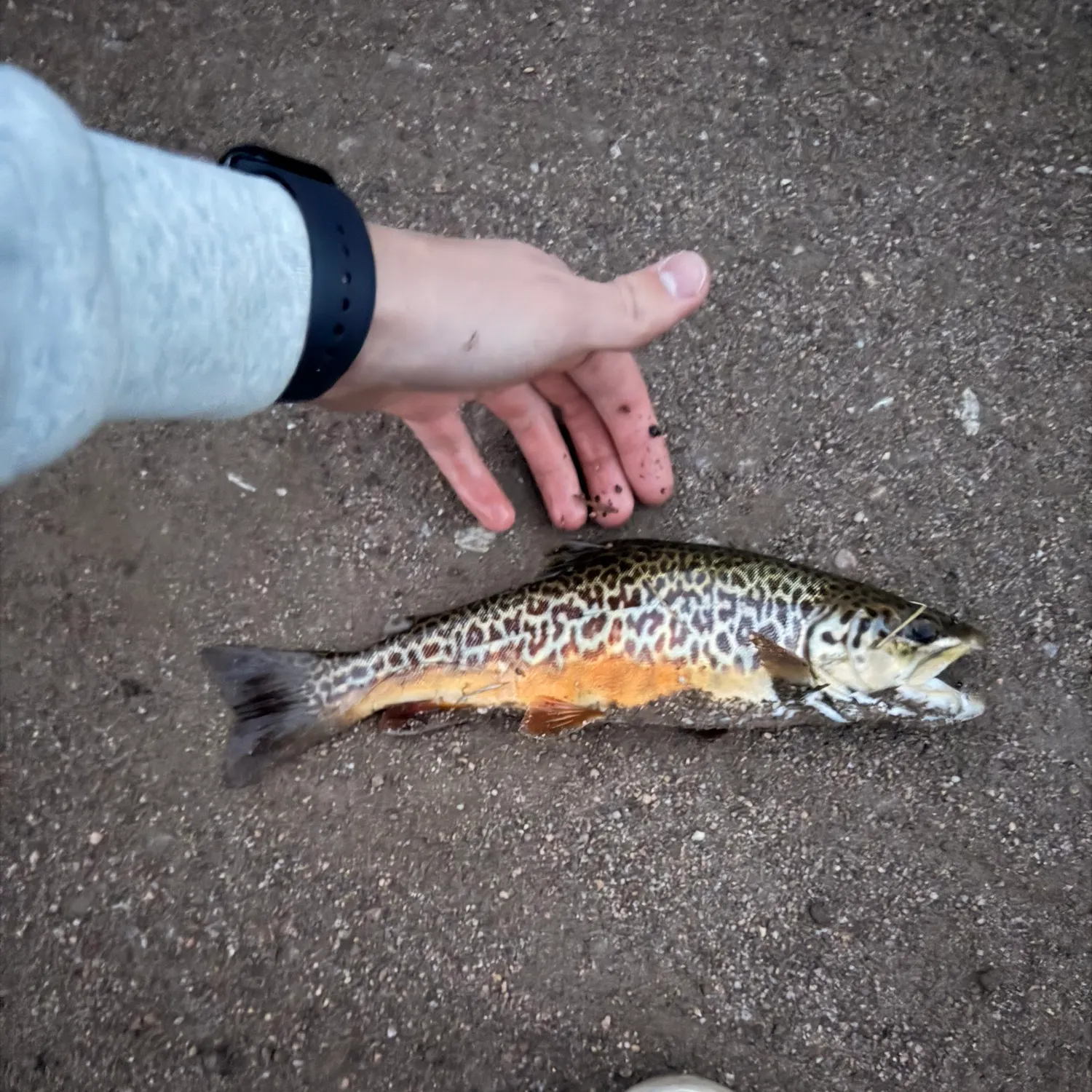 The most recent Tiger trout catches on Fishbrain