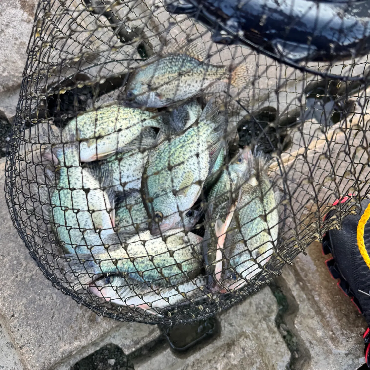 Fish caught on Fishbrain