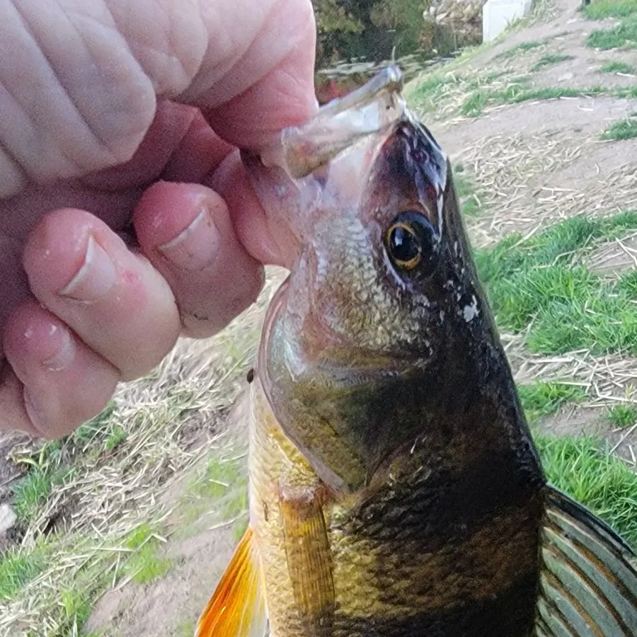 Yellow perch caught on Fishbrain