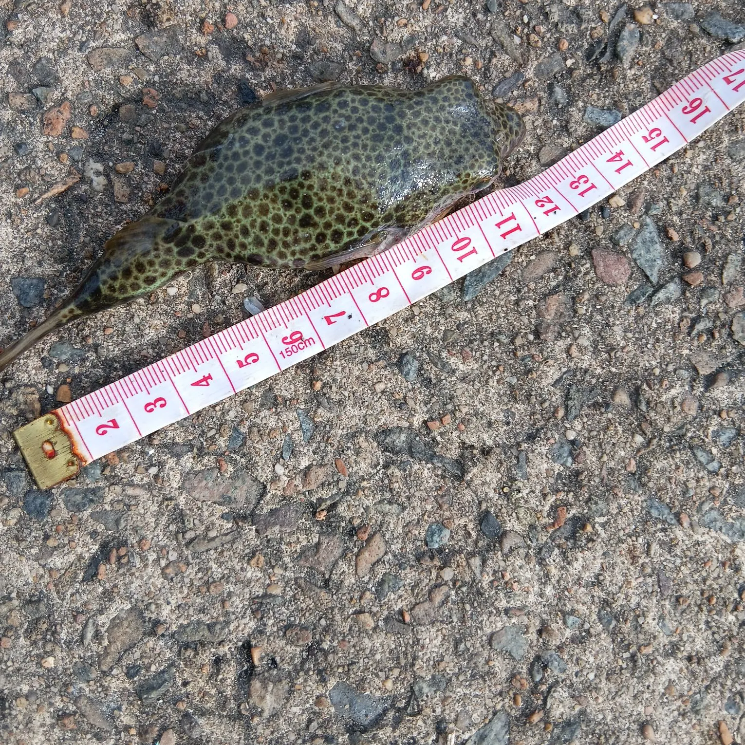 The most recent Smooth toadfish catches on Fishbrain