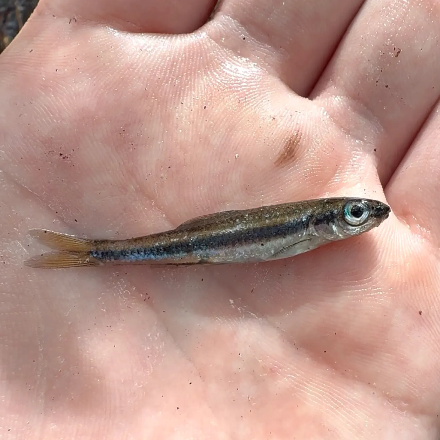 The most recent Coastal shiner catches on Fishbrain