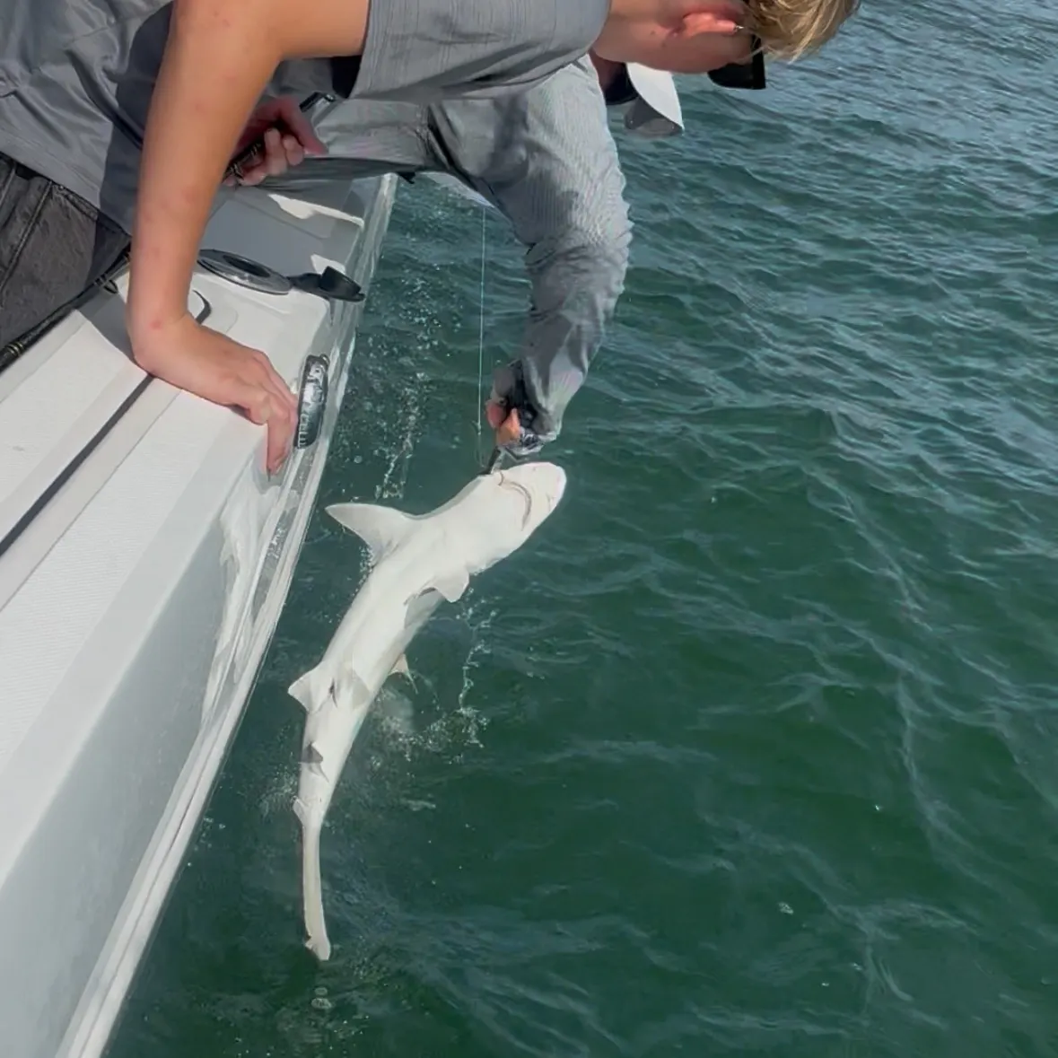 The most recent Caribbean reef shark catches on Fishbrain