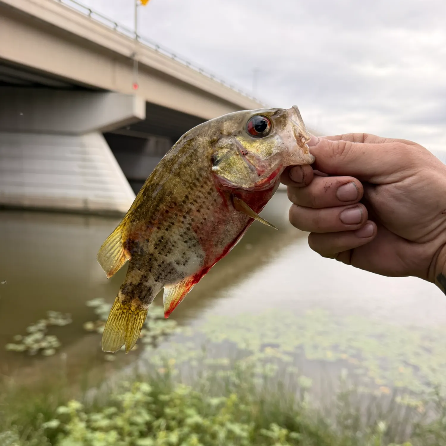 Rock bass caught on Fishbrain