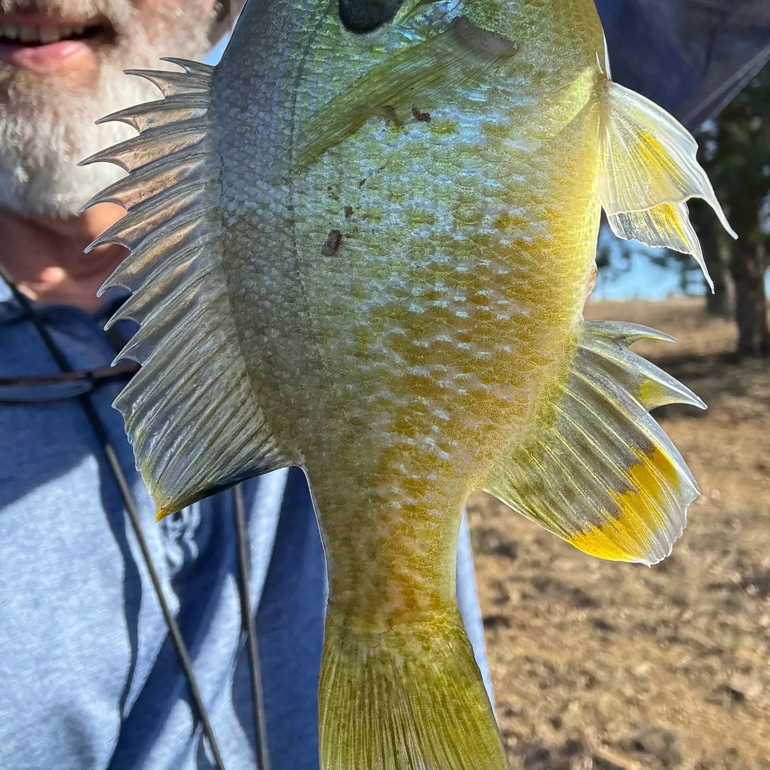 The most recent Bluegill catches on Fishbrain
