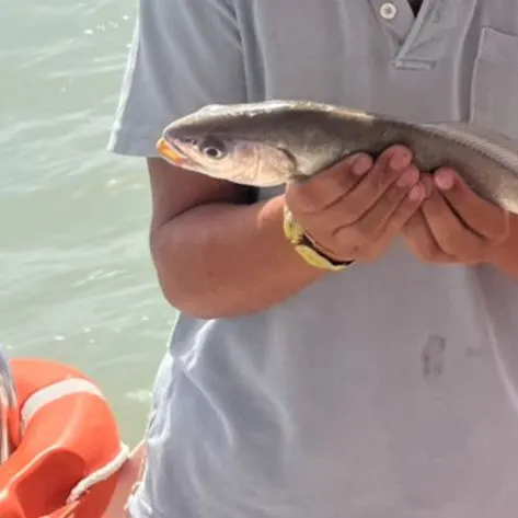 Spotted seatrout caught on Fishbrain