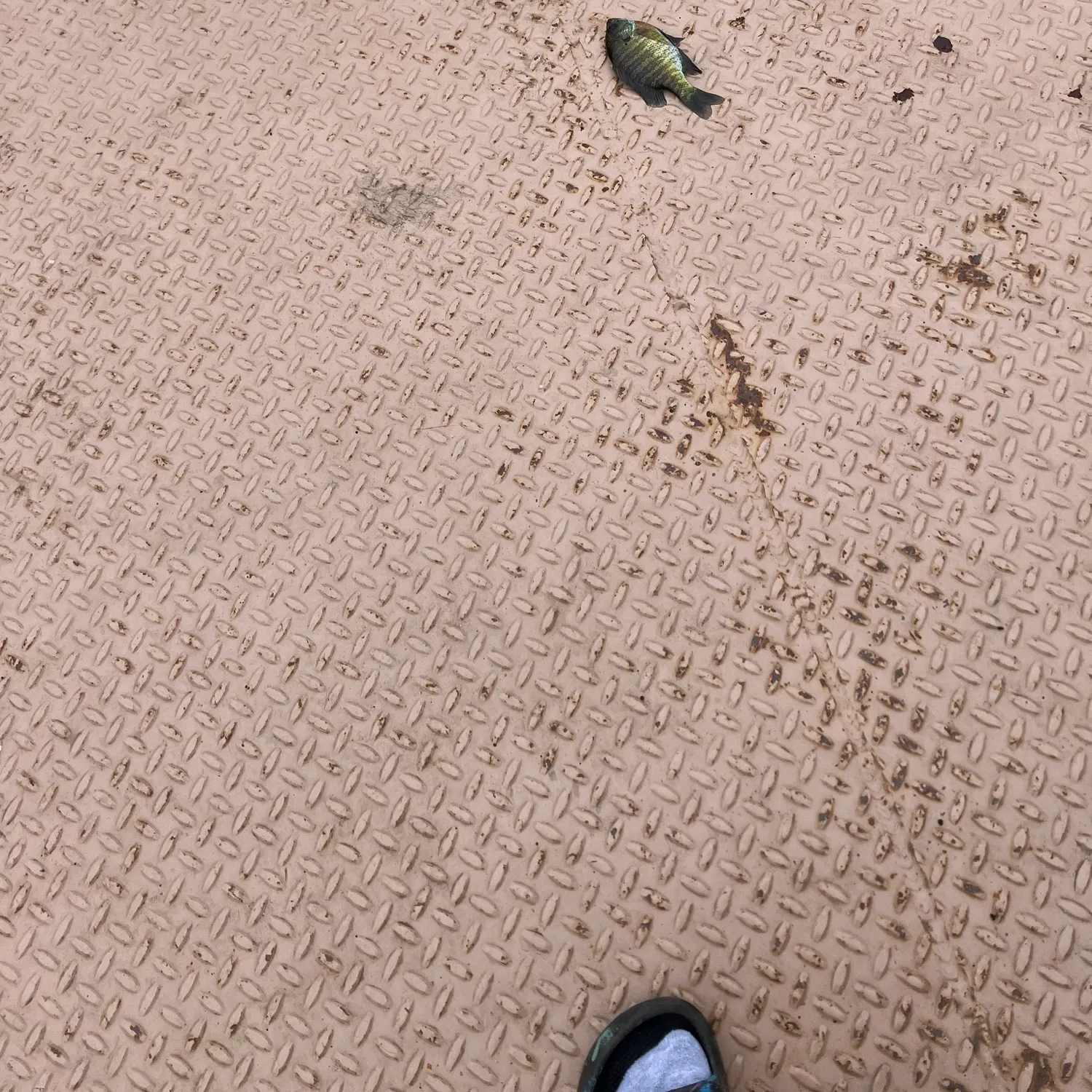 Bluegill caught on Fishbrain