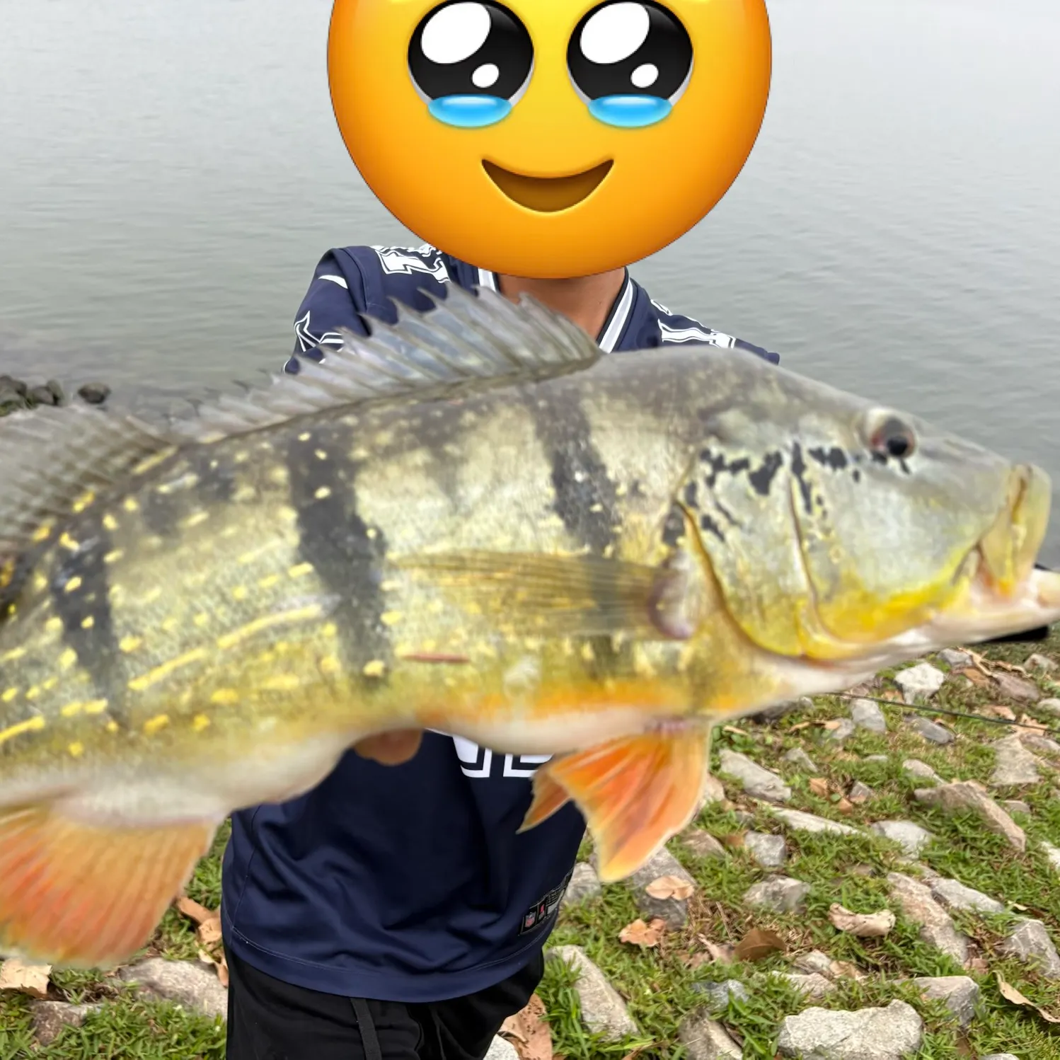 The most recent Speckled peacock bass catches on Fishbrain