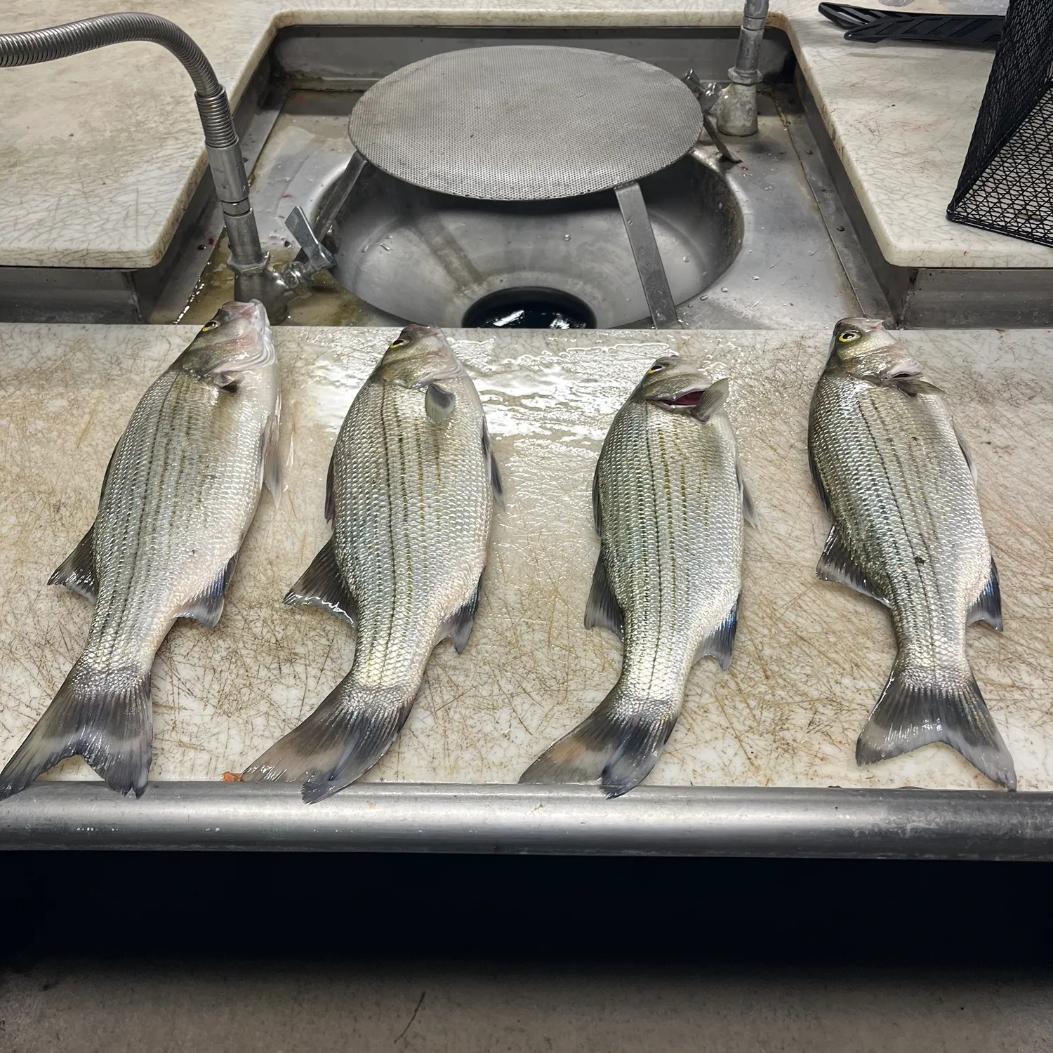 Wiper caught on Fishbrain