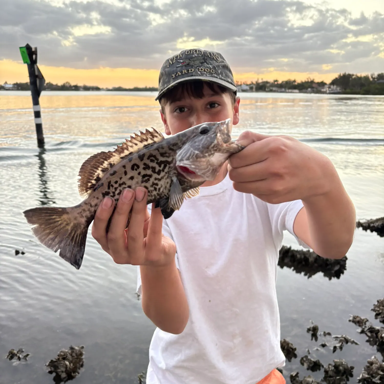 The most recent Gag grouper catches on Fishbrain