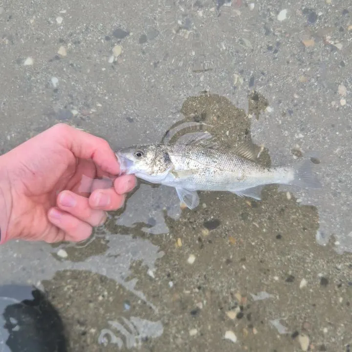 European seabass caught on Fishbrain