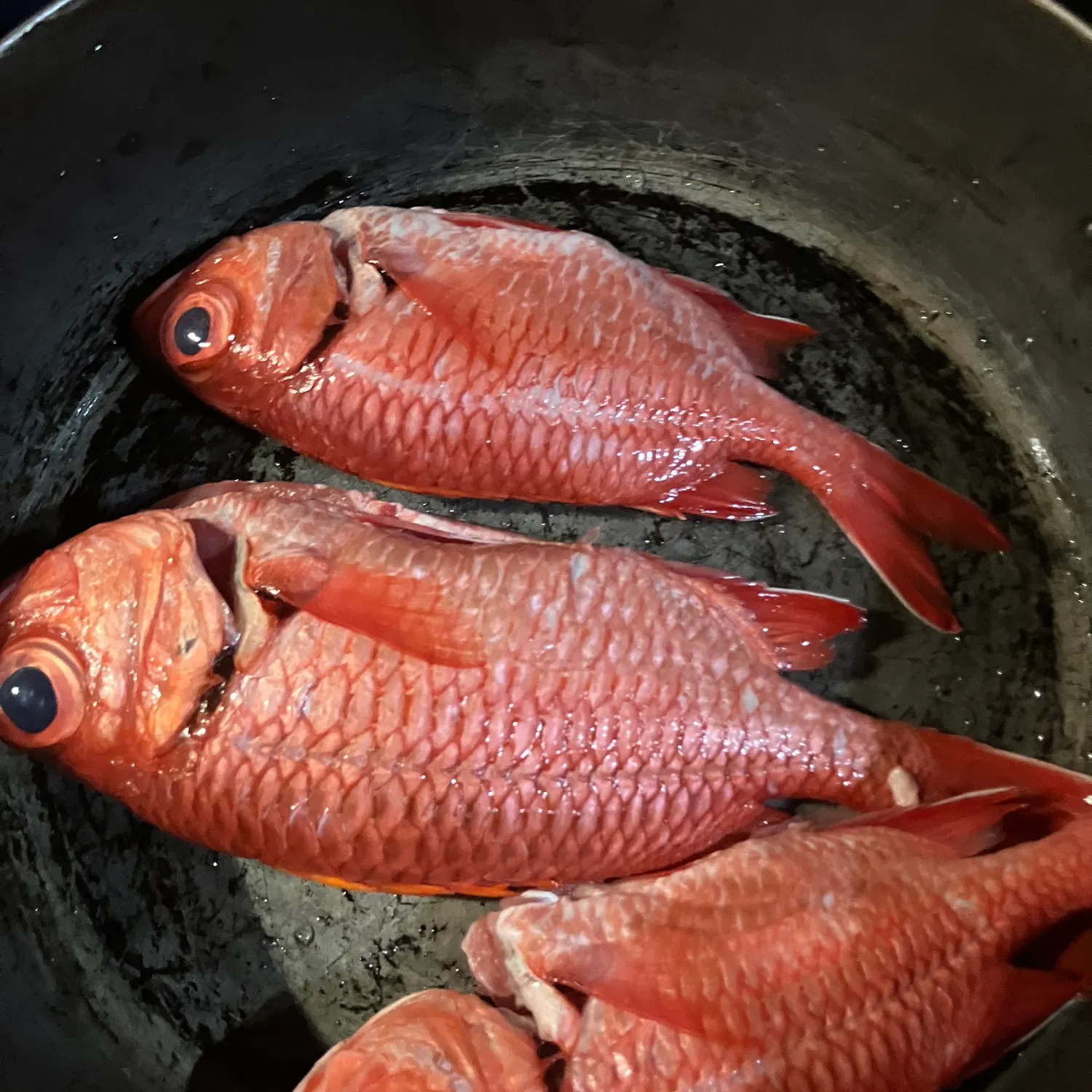 The most recent Hawaiian squirrelfish catches on Fishbrain