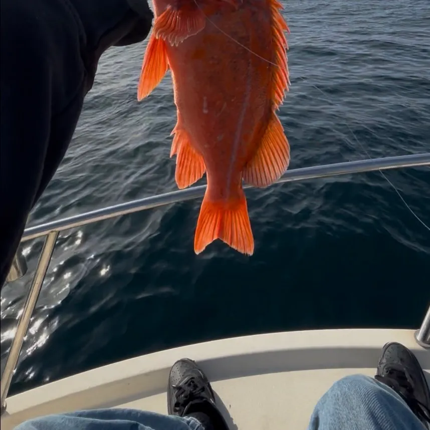 The most recent Vermilion rockfish catches on Fishbrain