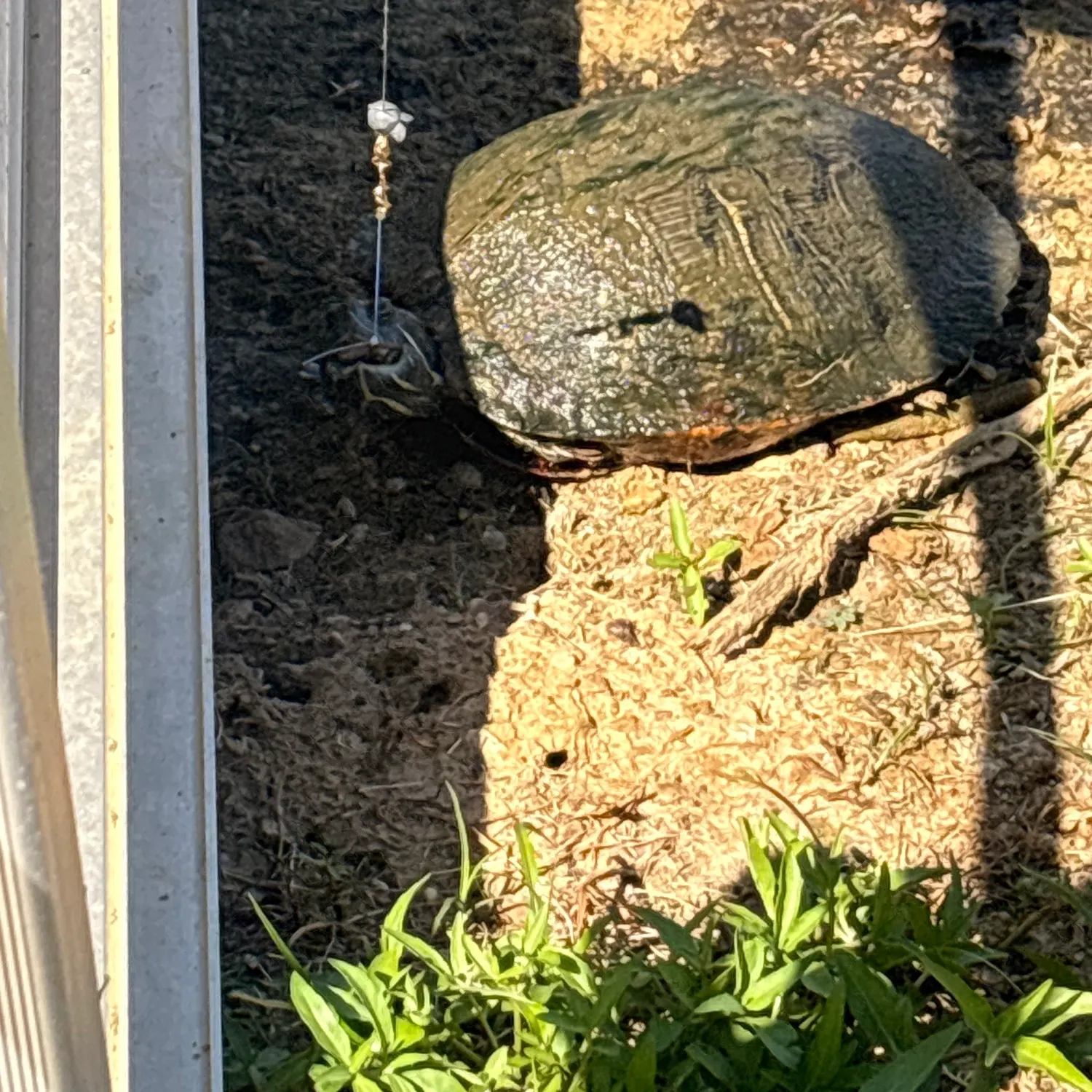 The most recent Pond slider turtle catches on Fishbrain