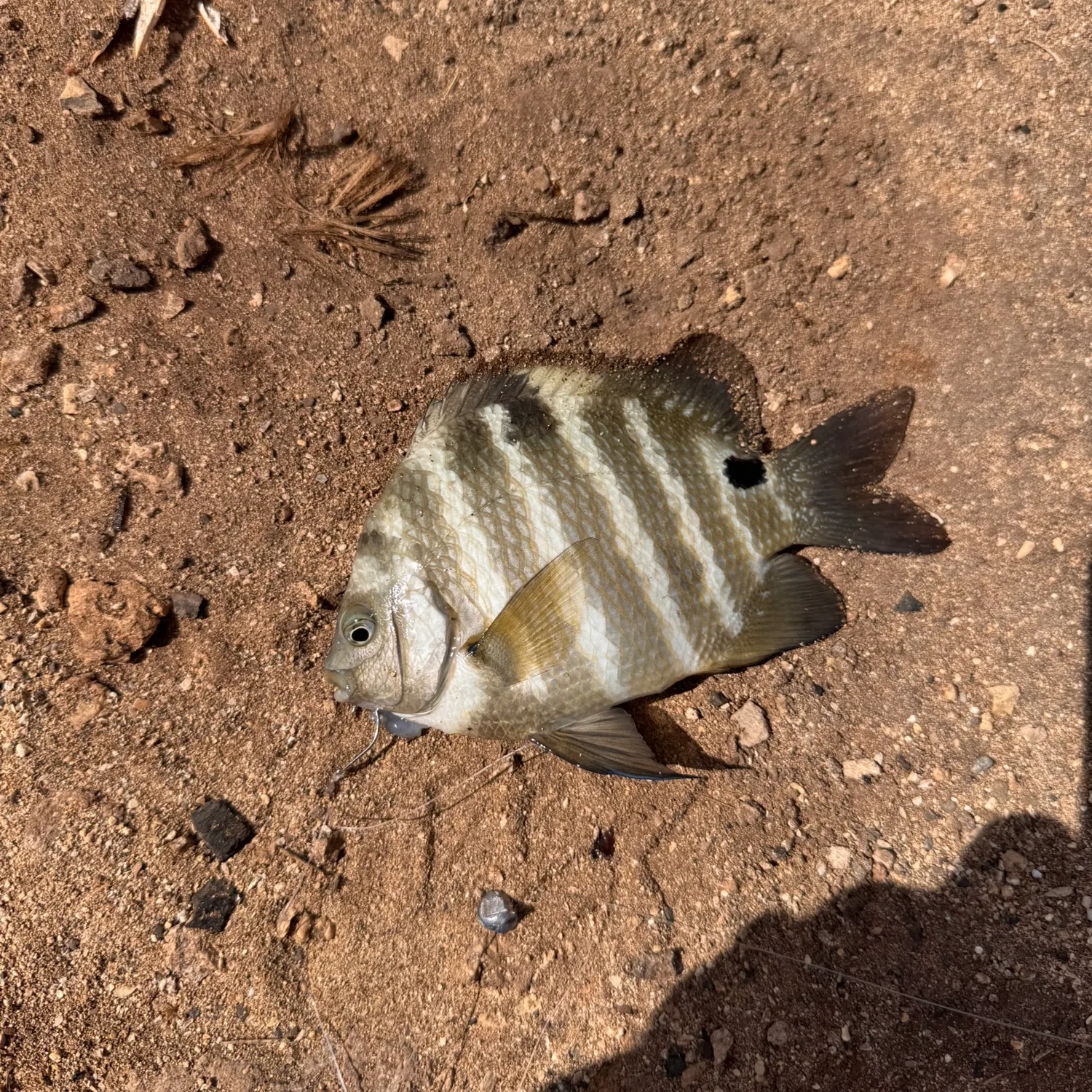The most recent Blackspot sergeant catches on Fishbrain
