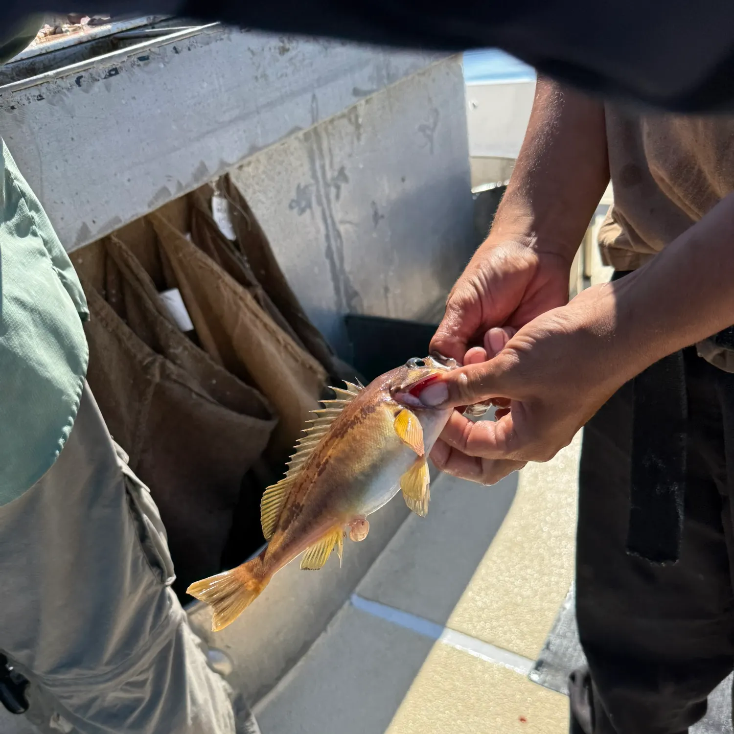 recently logged catches