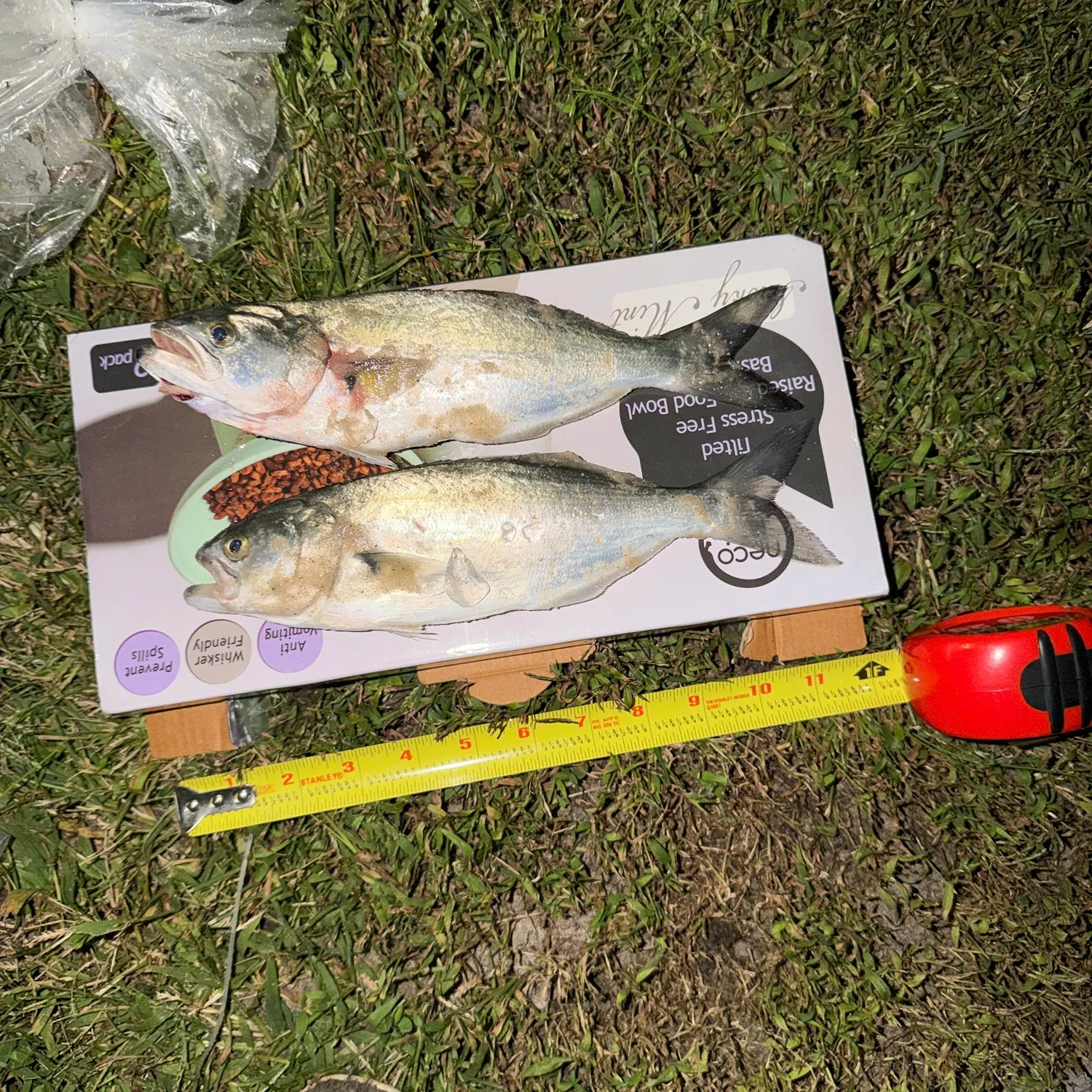 Bluefish caught on Fishbrain