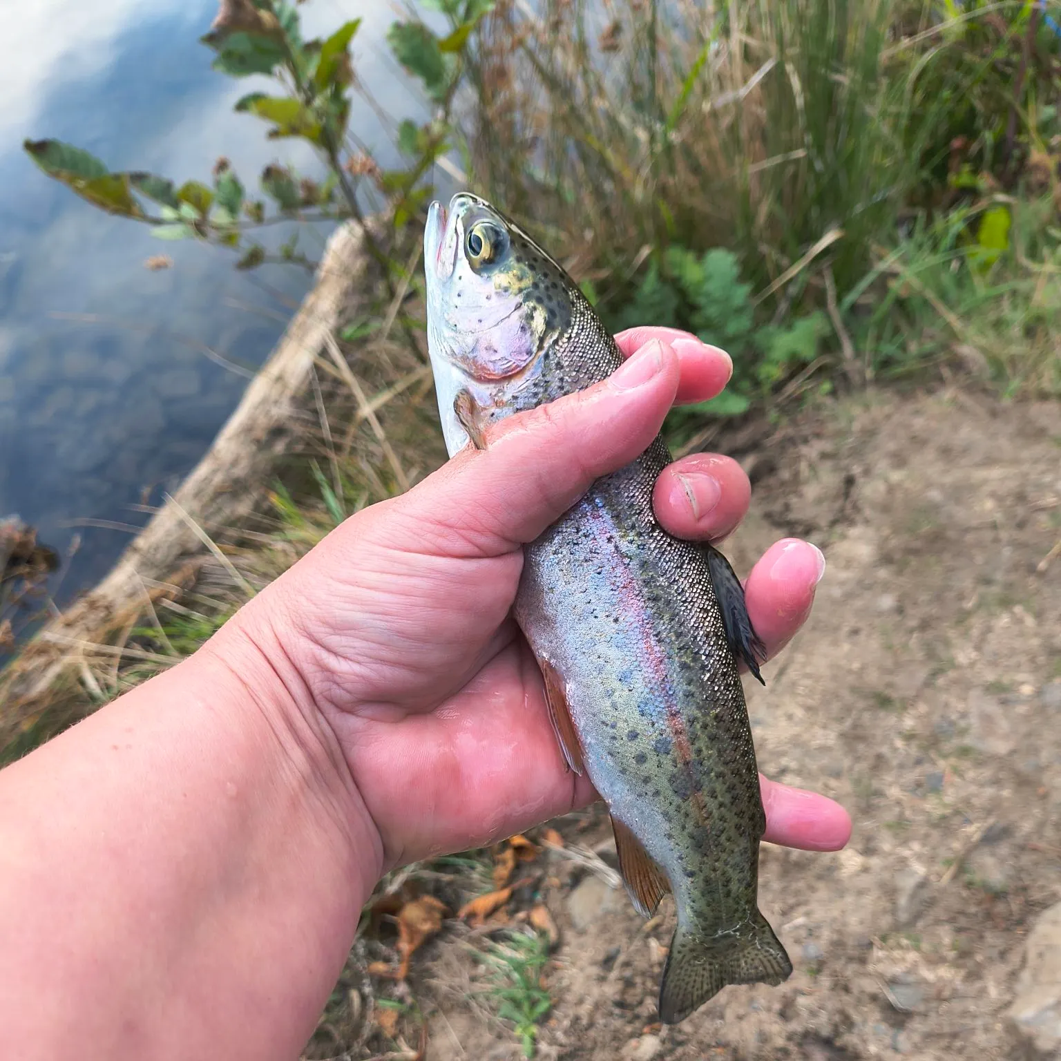Rainbow trout caught on Fishbrain