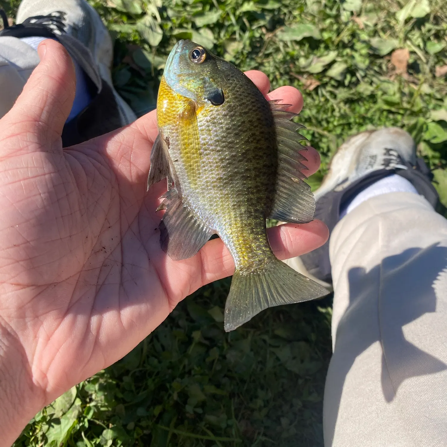 Bluegill caught on Fishbrain