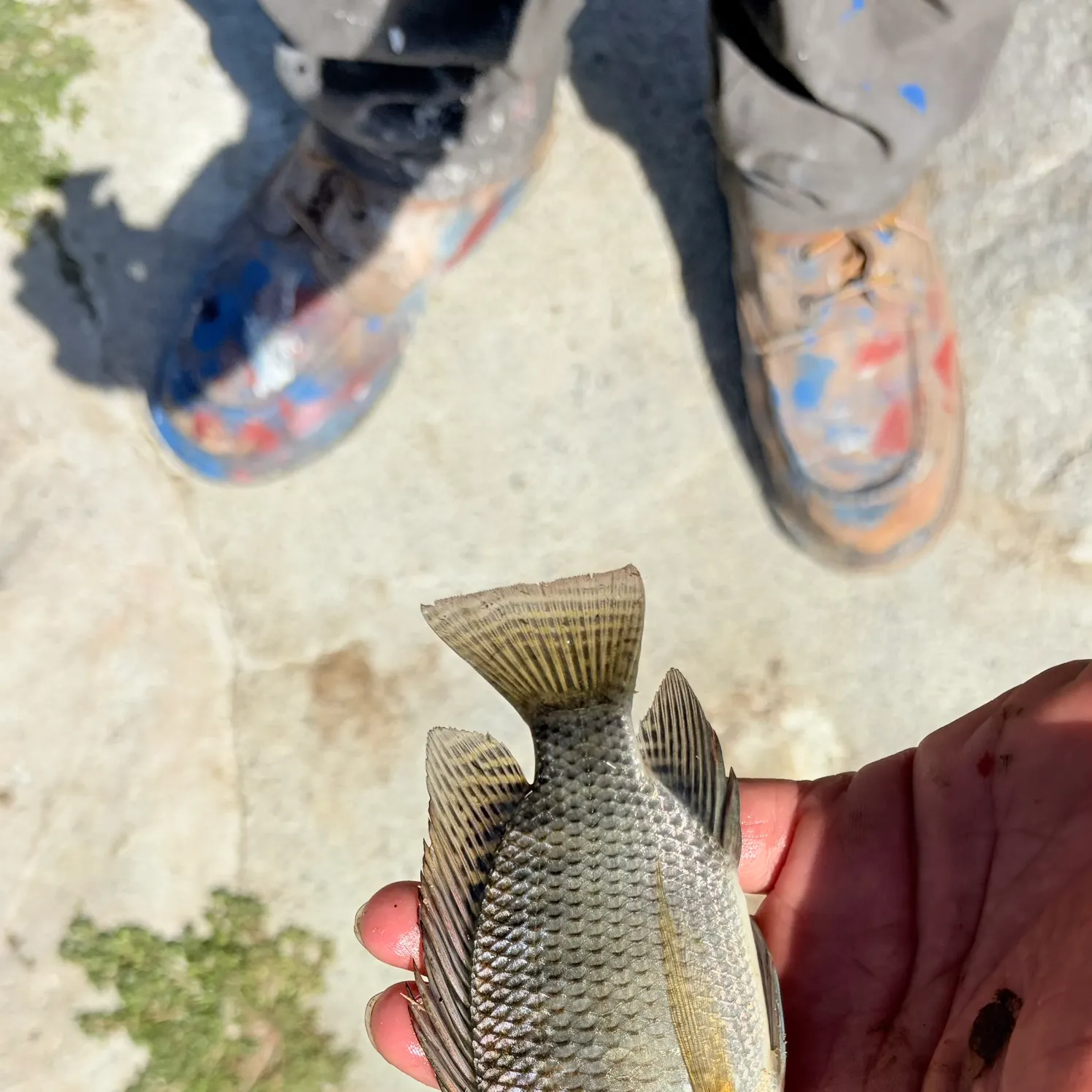 Blue tilapia caught on Fishbrain