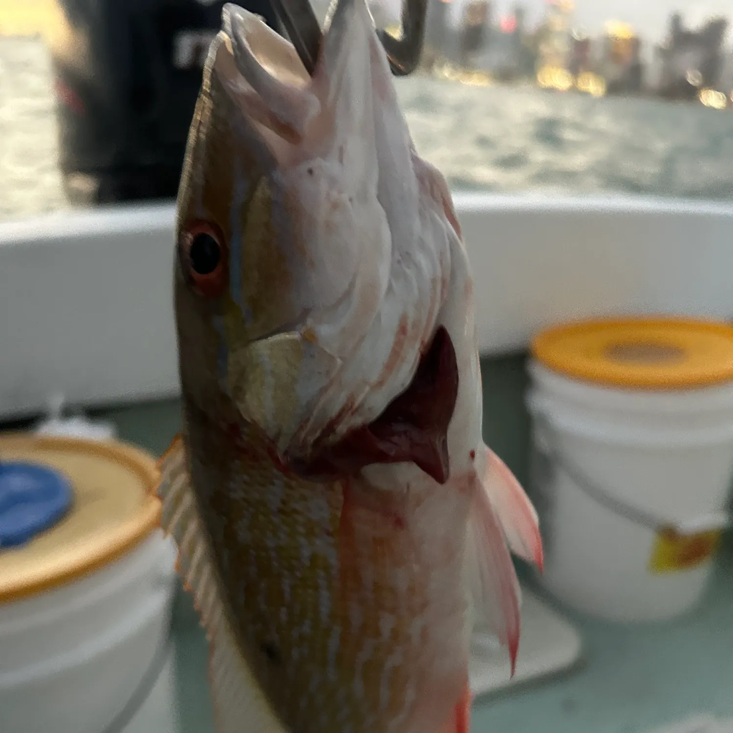 The most recent Mutton snapper catches on Fishbrain