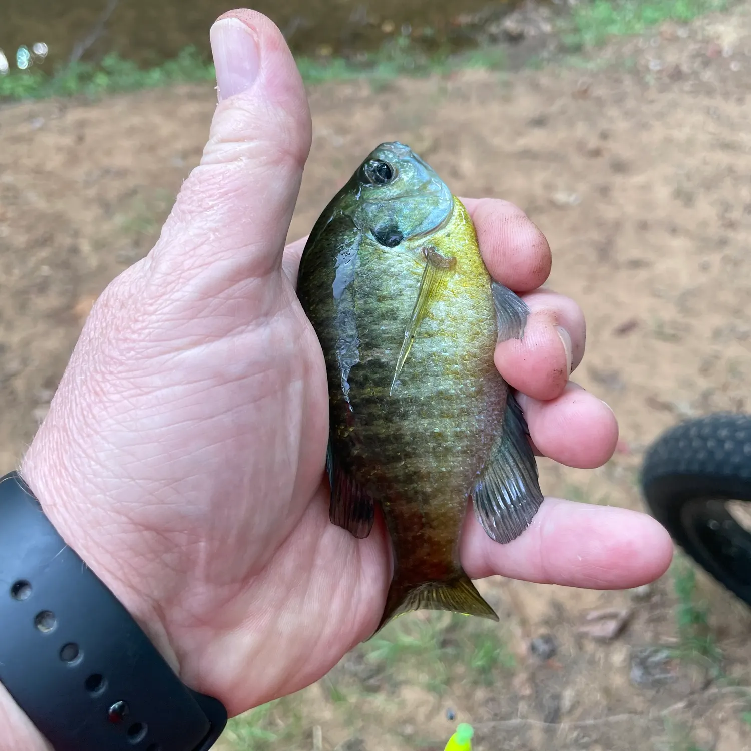 Bluegill caught on Fishbrain