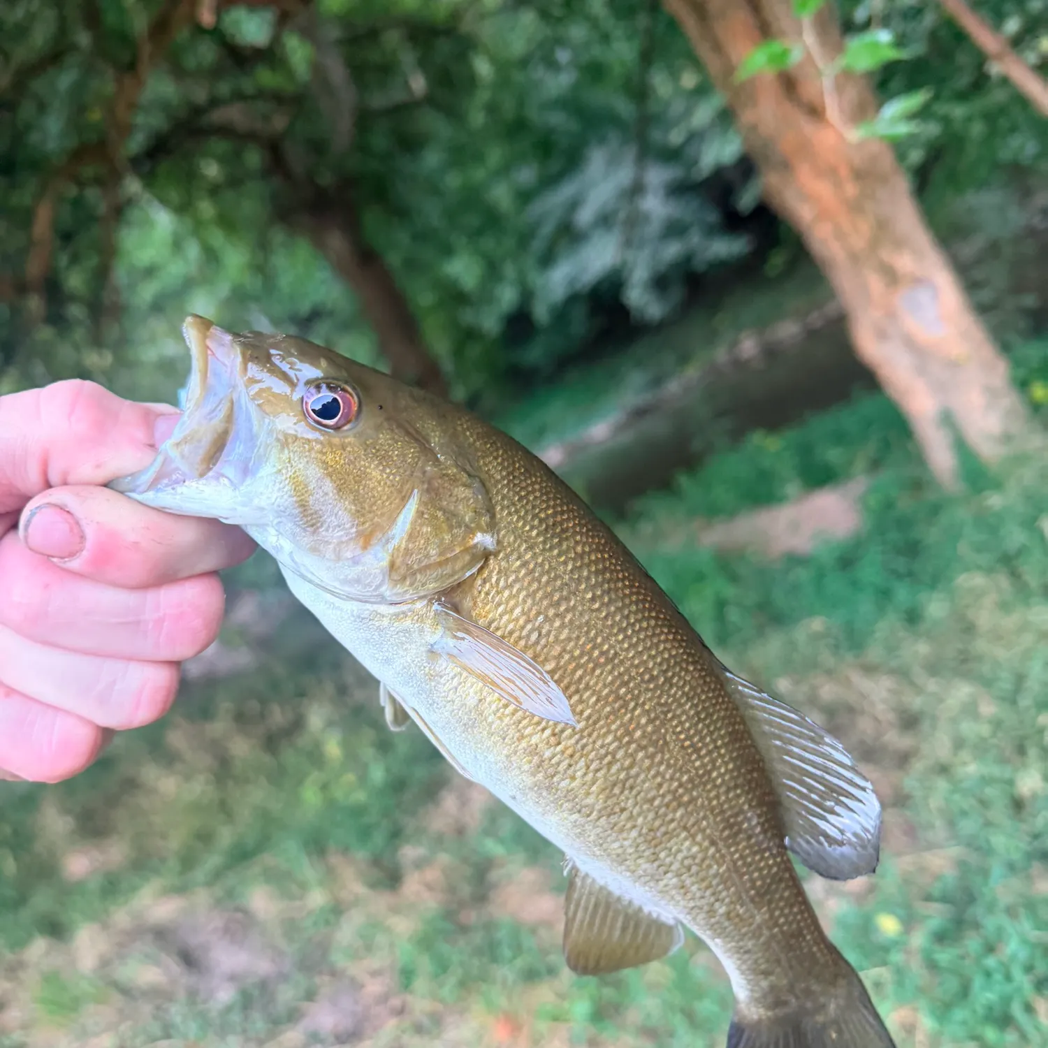 Smallmouth bass caught on Fishbrain