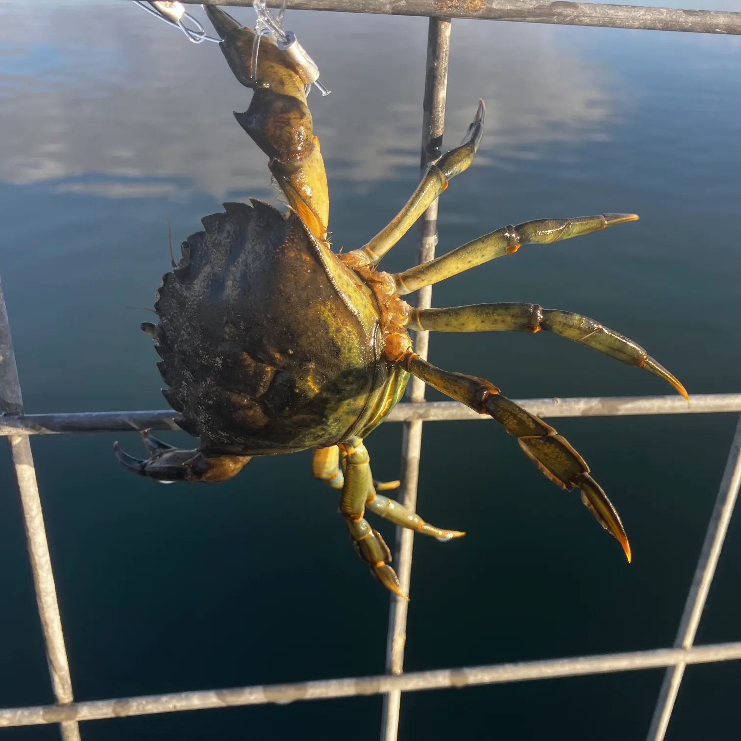 The most recent Green crab catches on Fishbrain