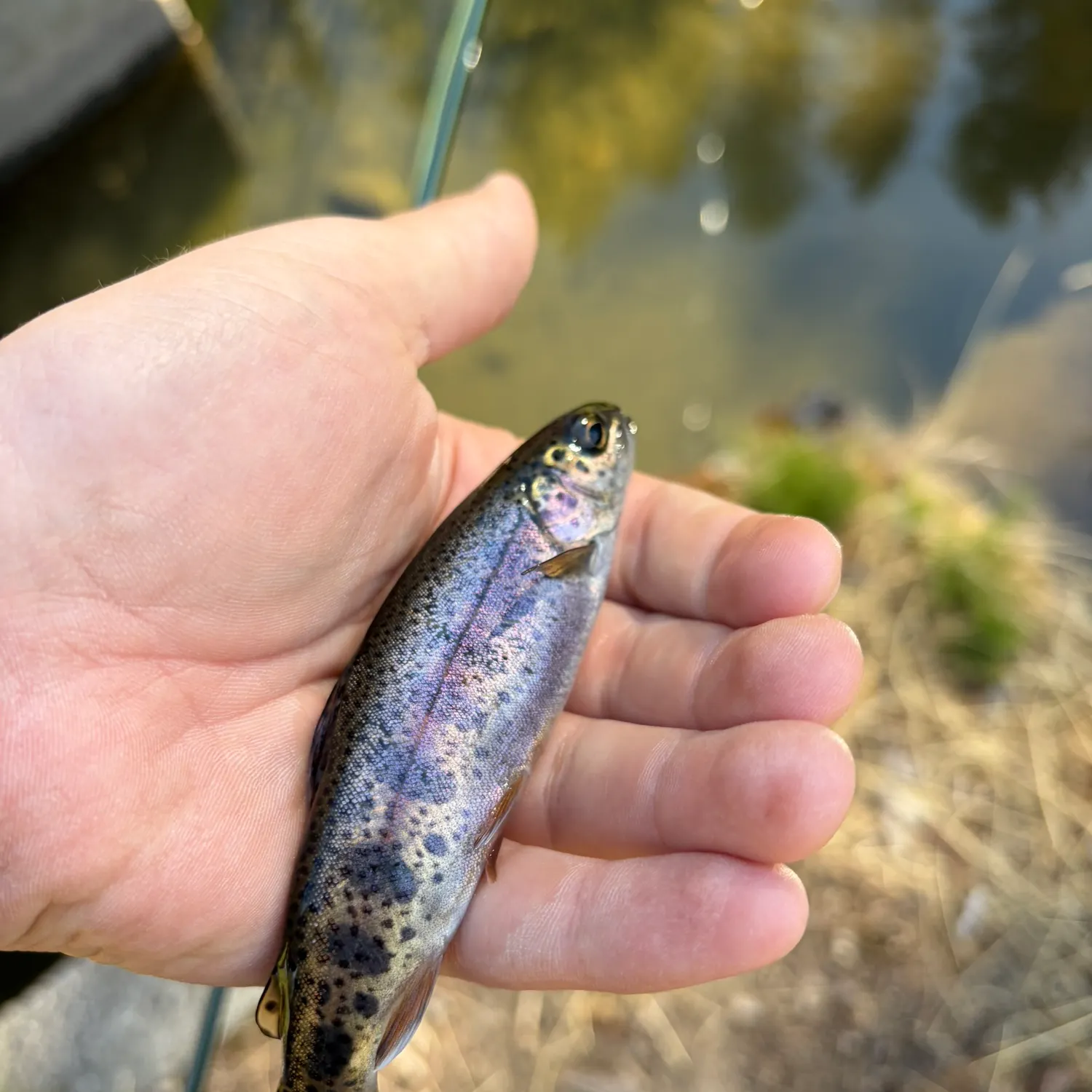 Brook trout caught on Fishbrain