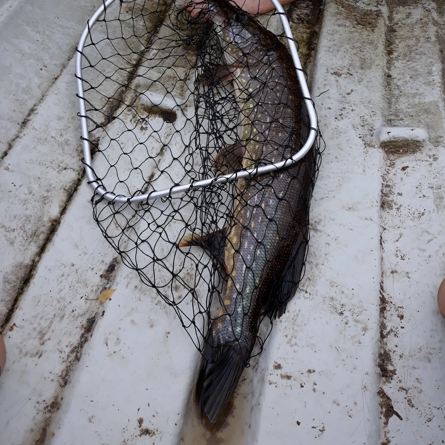 Northern pike caught on Fishbrain