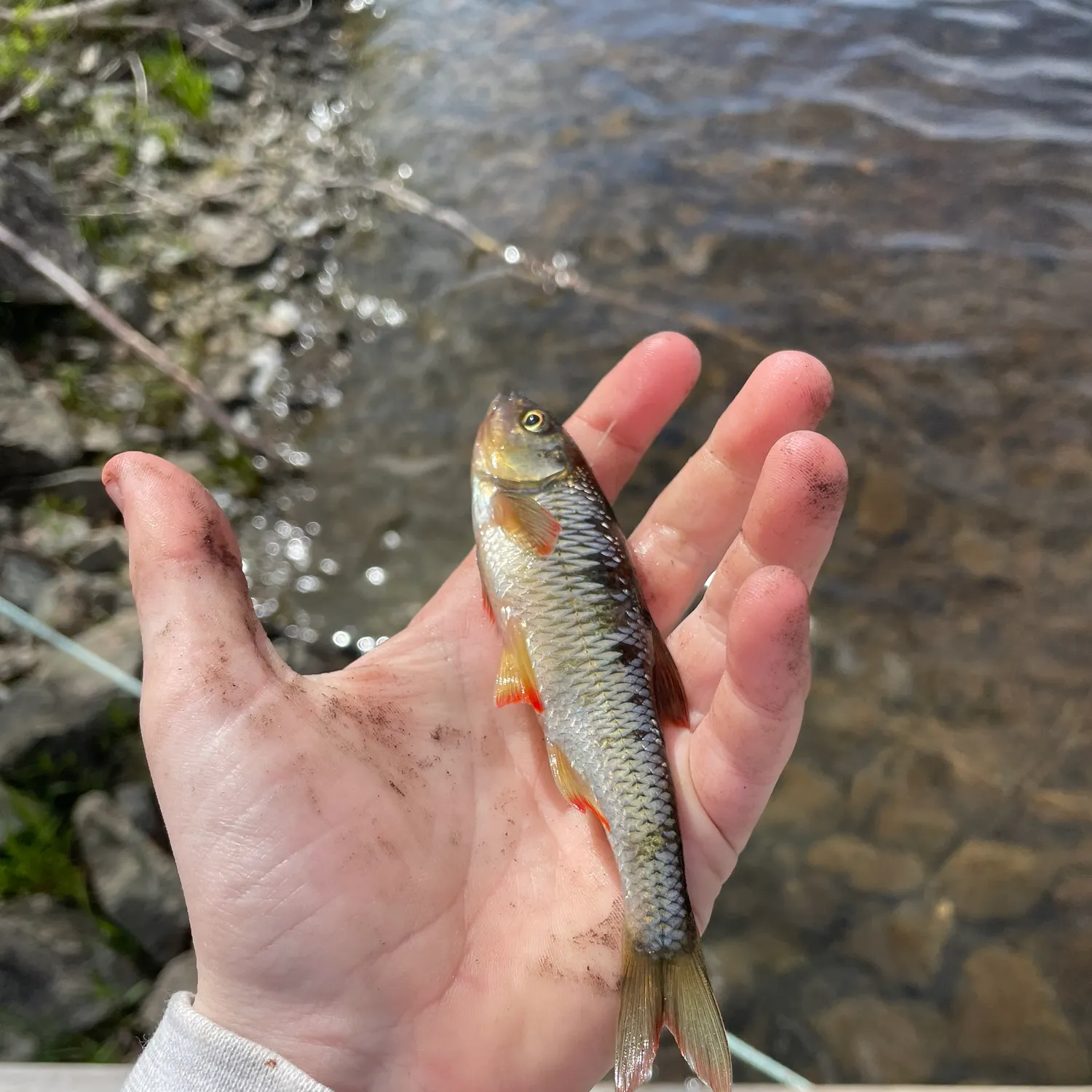 The most recent Shiner perch catches on Fishbrain